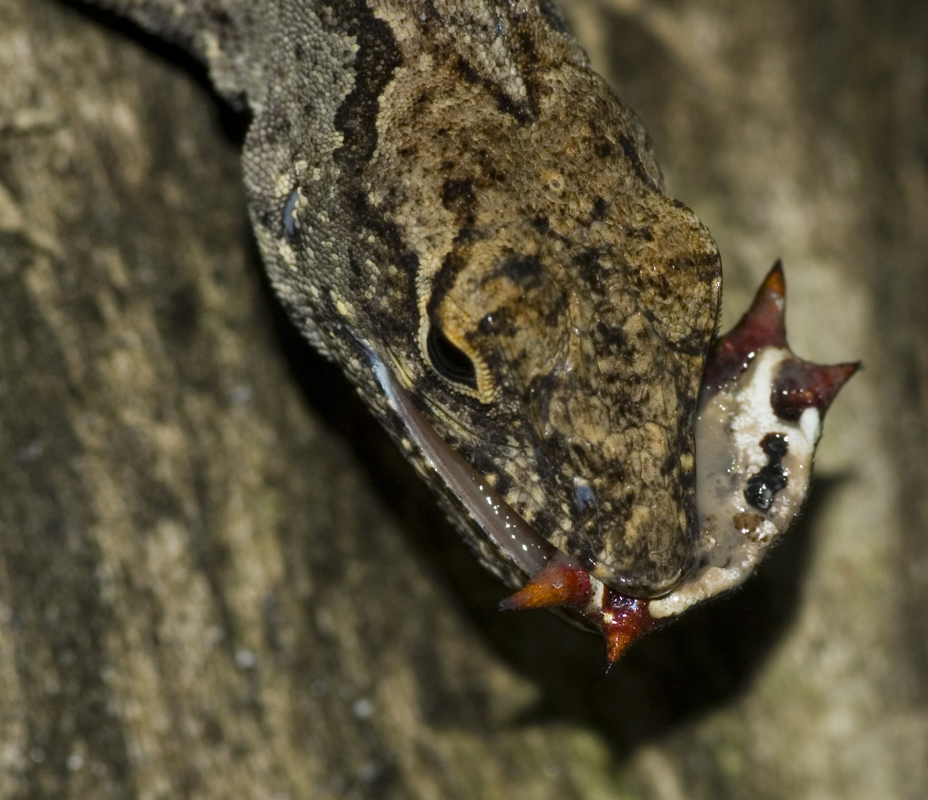 Imagem de referência relacionada a Gasteracantha cancriformis, item descrito como espécie de aracnídeo