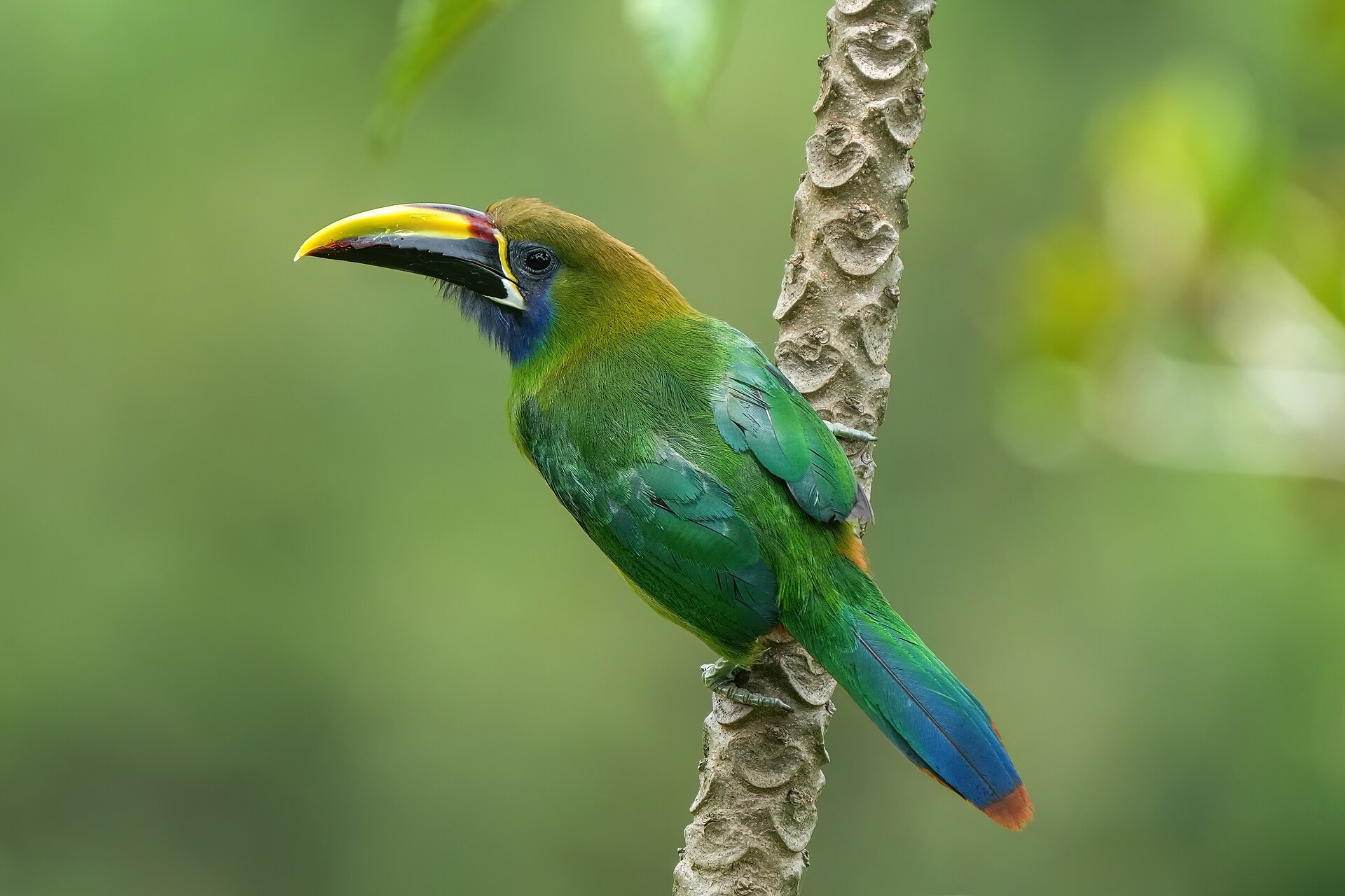 Imagem de referência relacionada a Aulacorhynchus cognatus, item descrito como registro de referência sobre Aulacorhynchus cognatus, organizado a partir de dados estruturados abertos