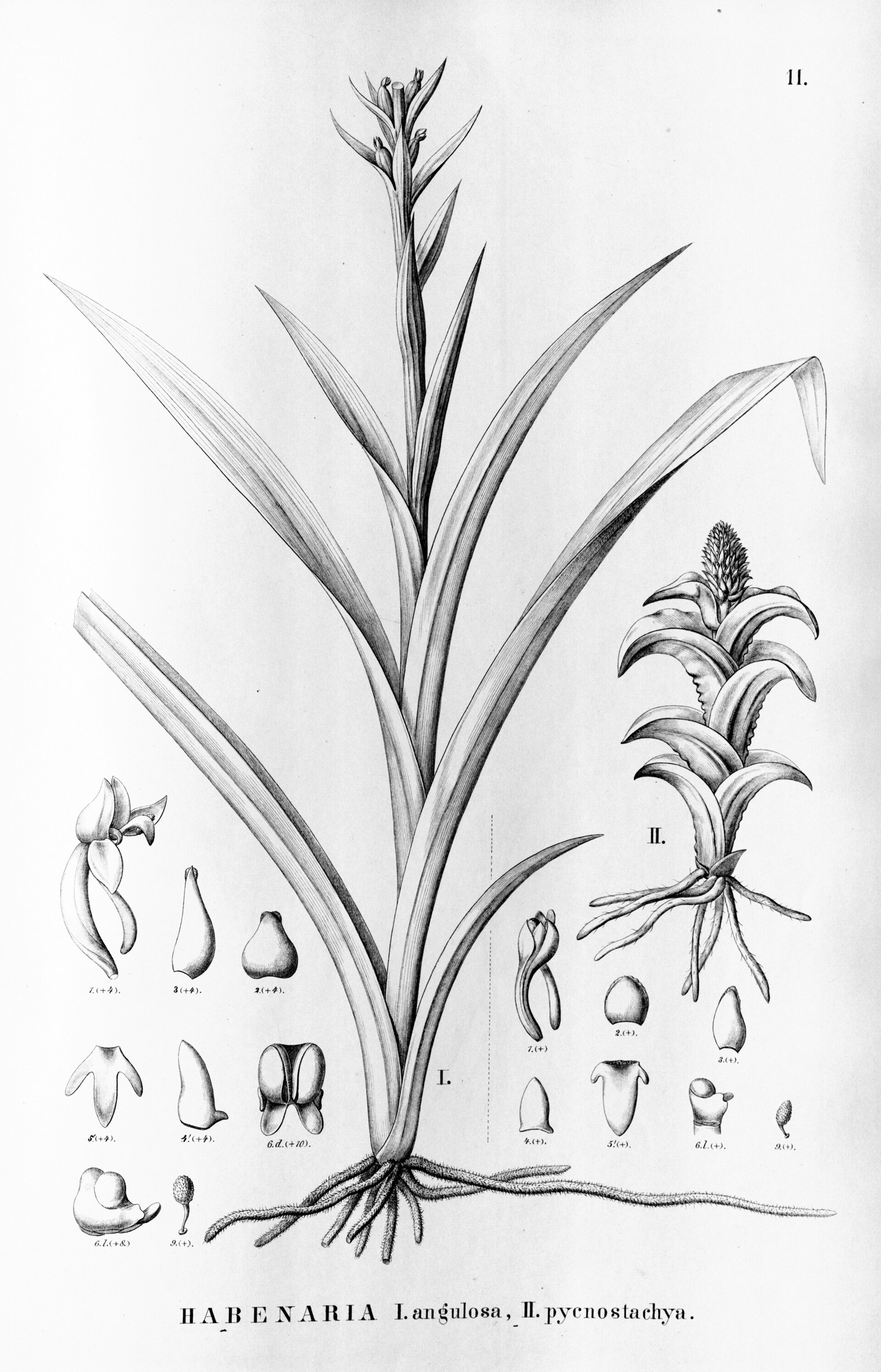 Imagem de referência relacionada a Habenaria, item descrito como género de plantas