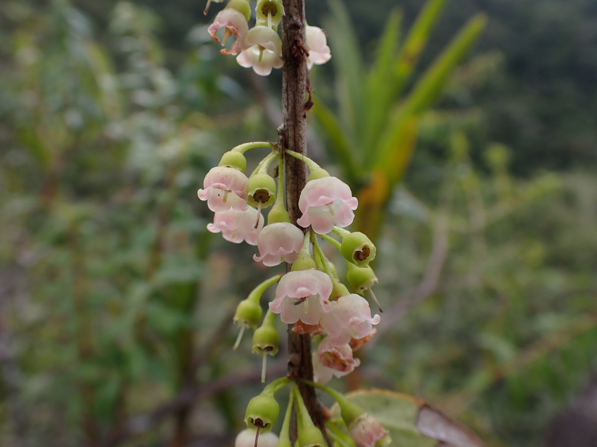 Imagem de referência relacionada a Diogenesia, item descrito como género de plantas