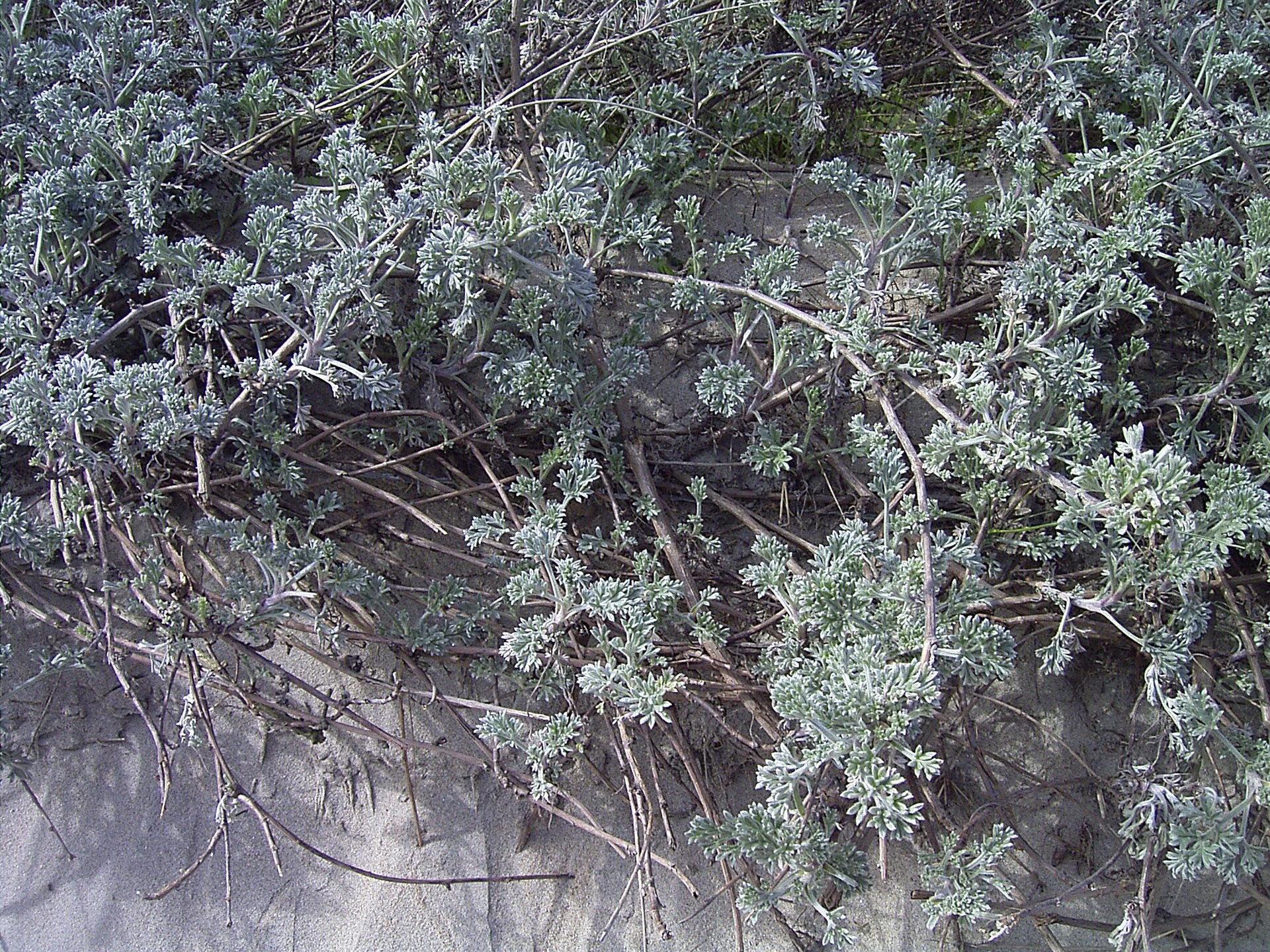 Imagem de referência relacionada a Artemisia maritima, item descrito como registro de referência sobre Artemisia maritima, organizado a partir de dados estruturados abertos