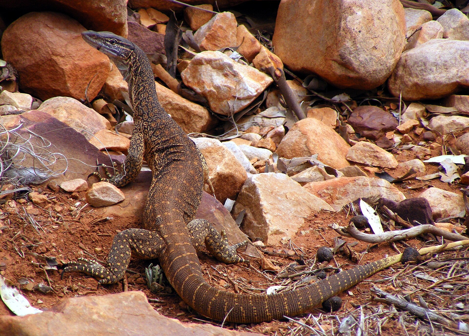 Imagem de referência relacionada a Varanus, item descrito como registro de referência sobre Varanus, organizado a partir de dados estruturados abertos