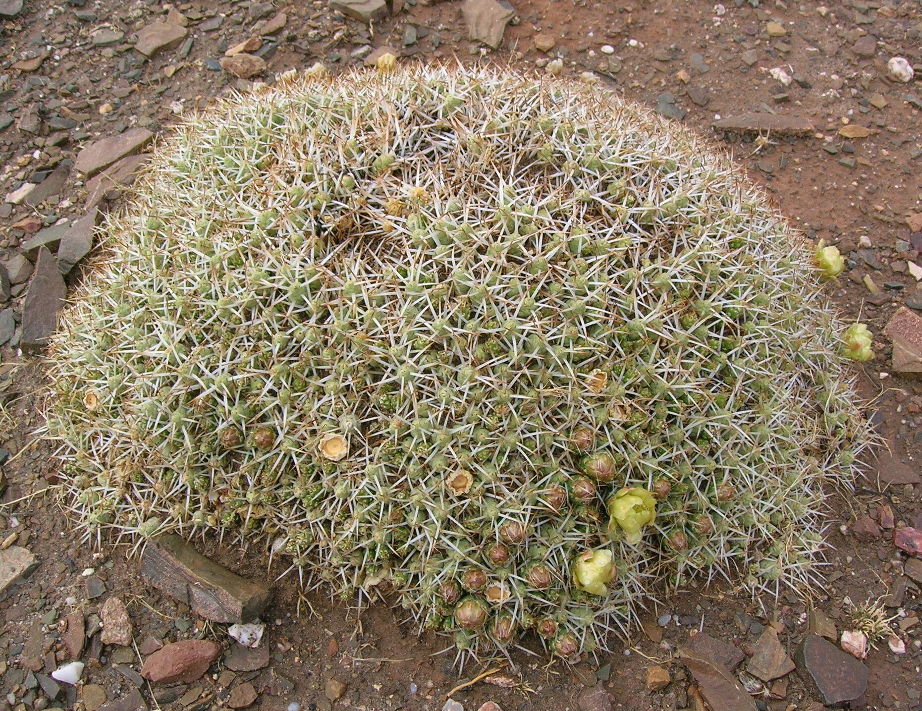 Imagem de referência relacionada a Maihueniopsis, item descrito como género de plantas