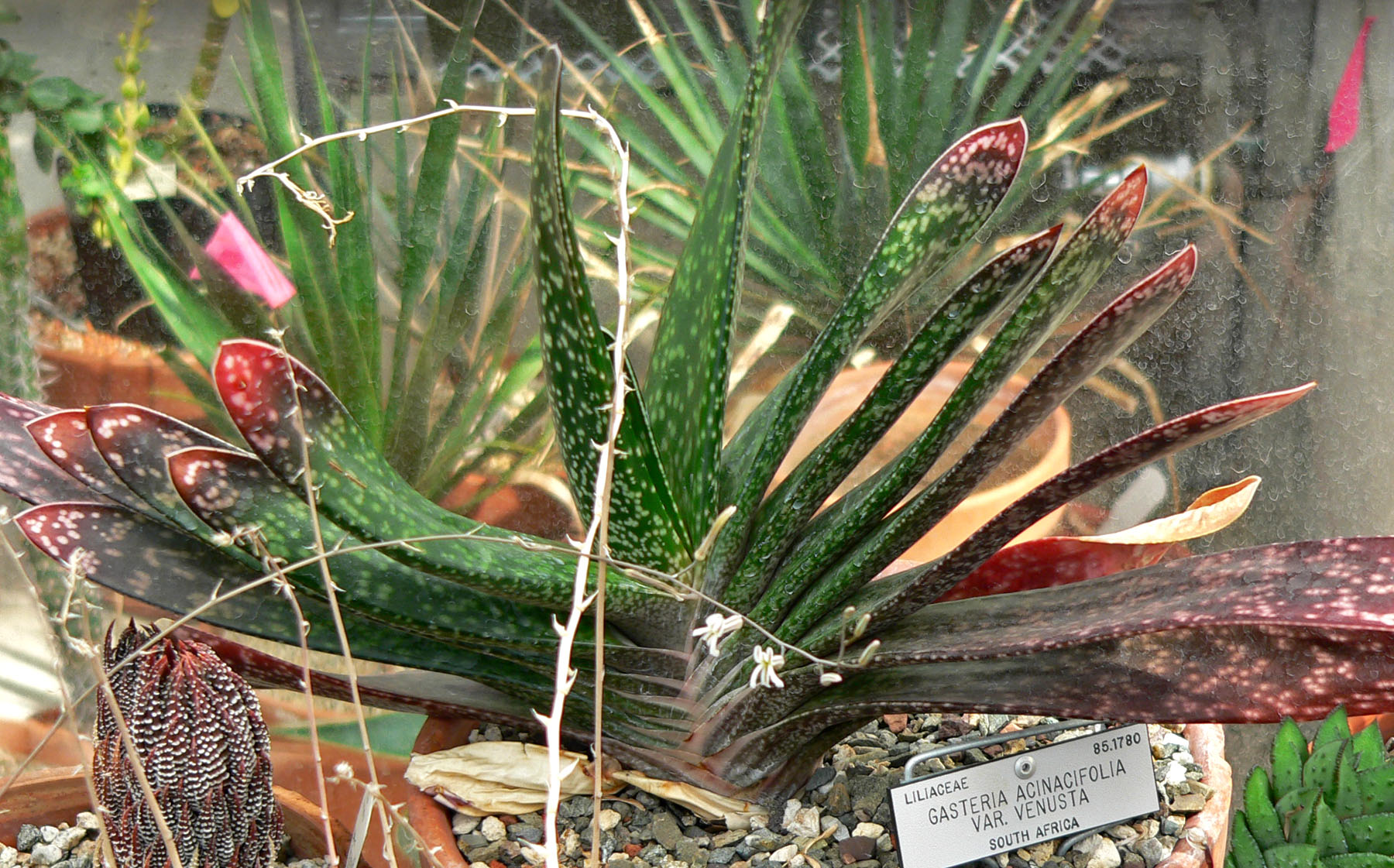 Imagem de referência relacionada a Gasteria acinacifolia, item descrito como registro de referência sobre Gasteria acinacifolia, organizado a partir de dados estruturados abertos
