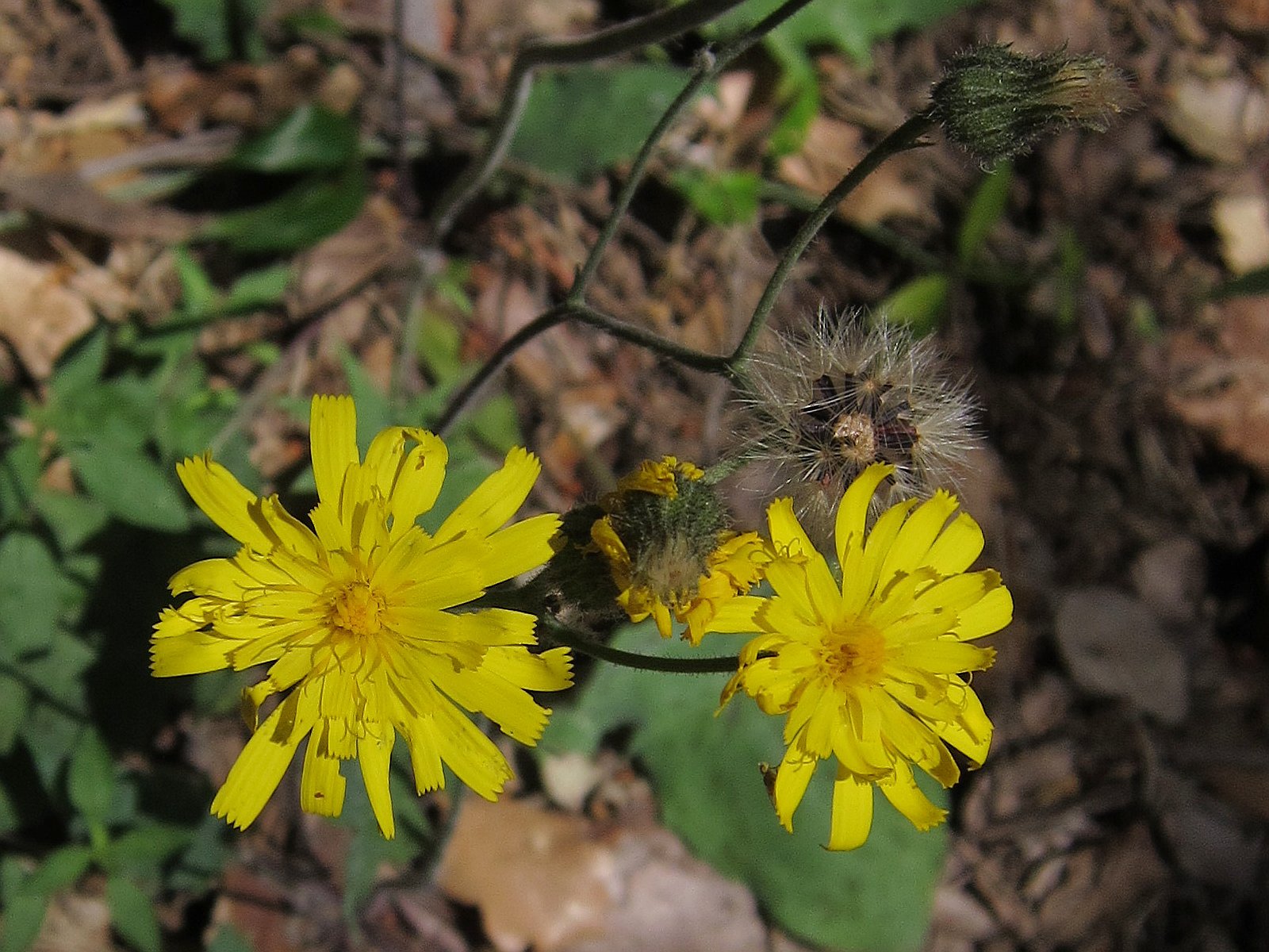 Imagem de referência relacionada a Hieracium, item descrito como género de plantas