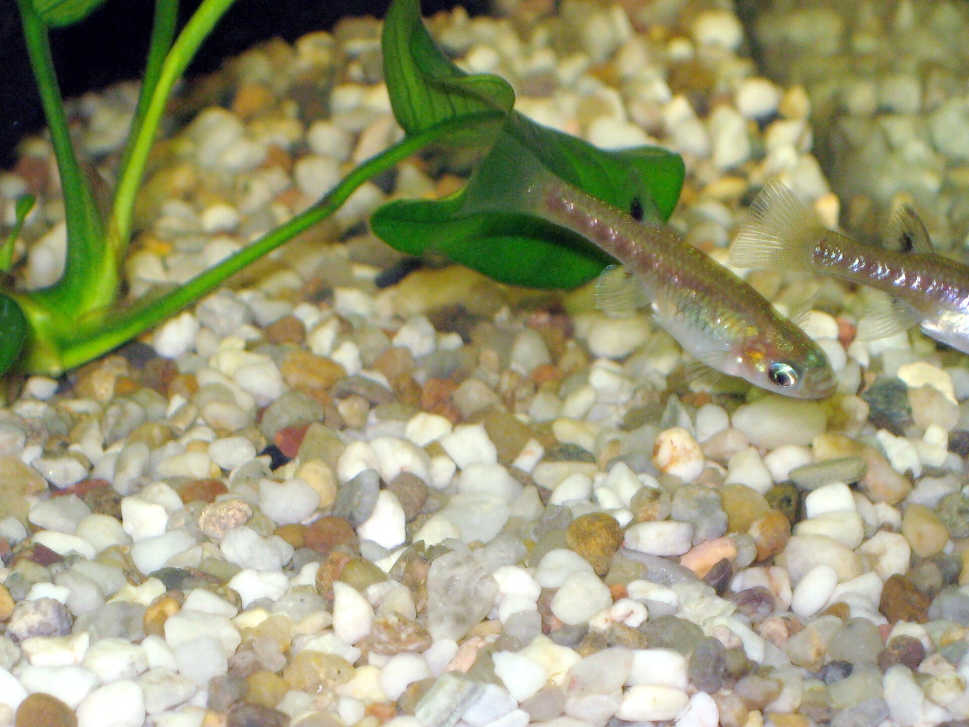 Imagem de referência relacionada a Girardinus, item descrito como género de peixes