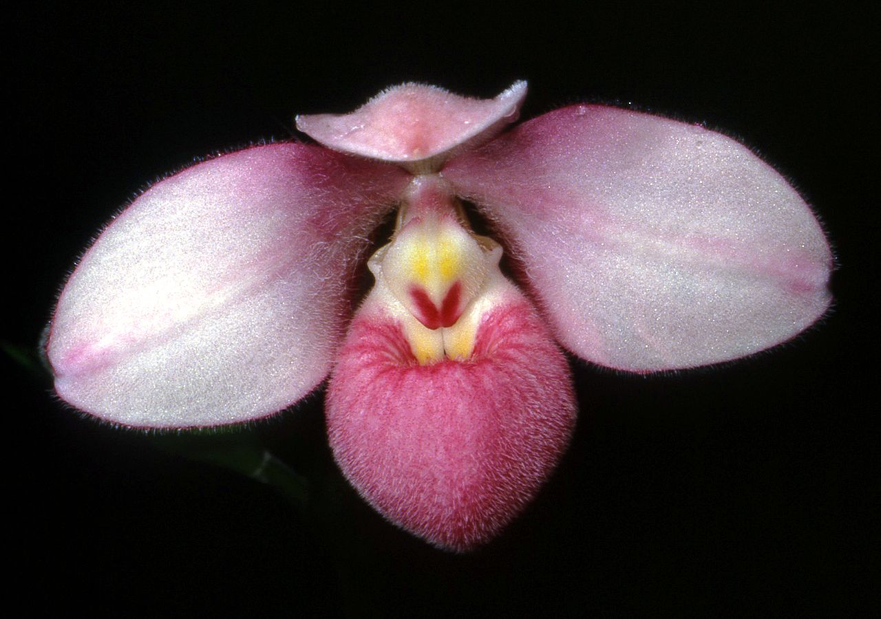 Imagem de referência relacionada a Phragmipedium, item descrito como género de plantas