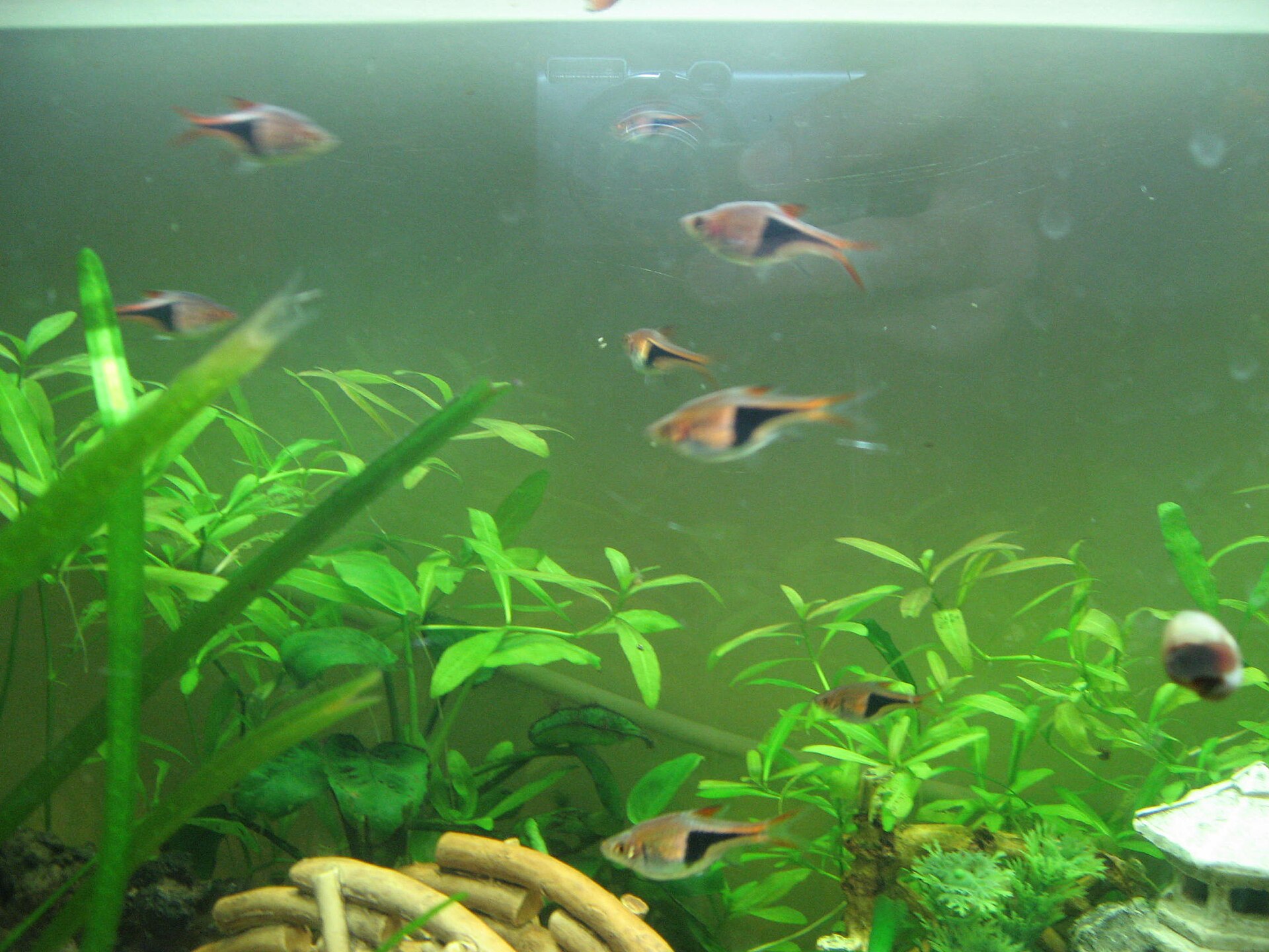 Imagem de referência relacionada a Trigonostigma, item descrito como género de peixes