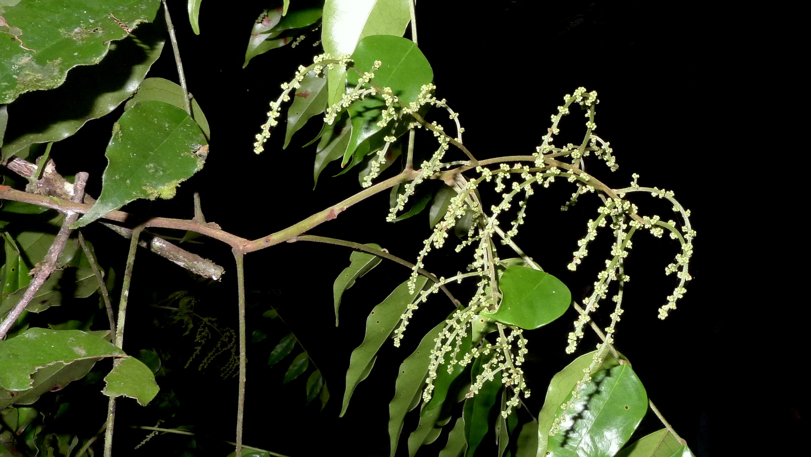 Imagem de referência relacionada a Picramniaceae, item descrito como registro de referência sobre Picramniaceae, organizado a partir de dados estruturados abertos