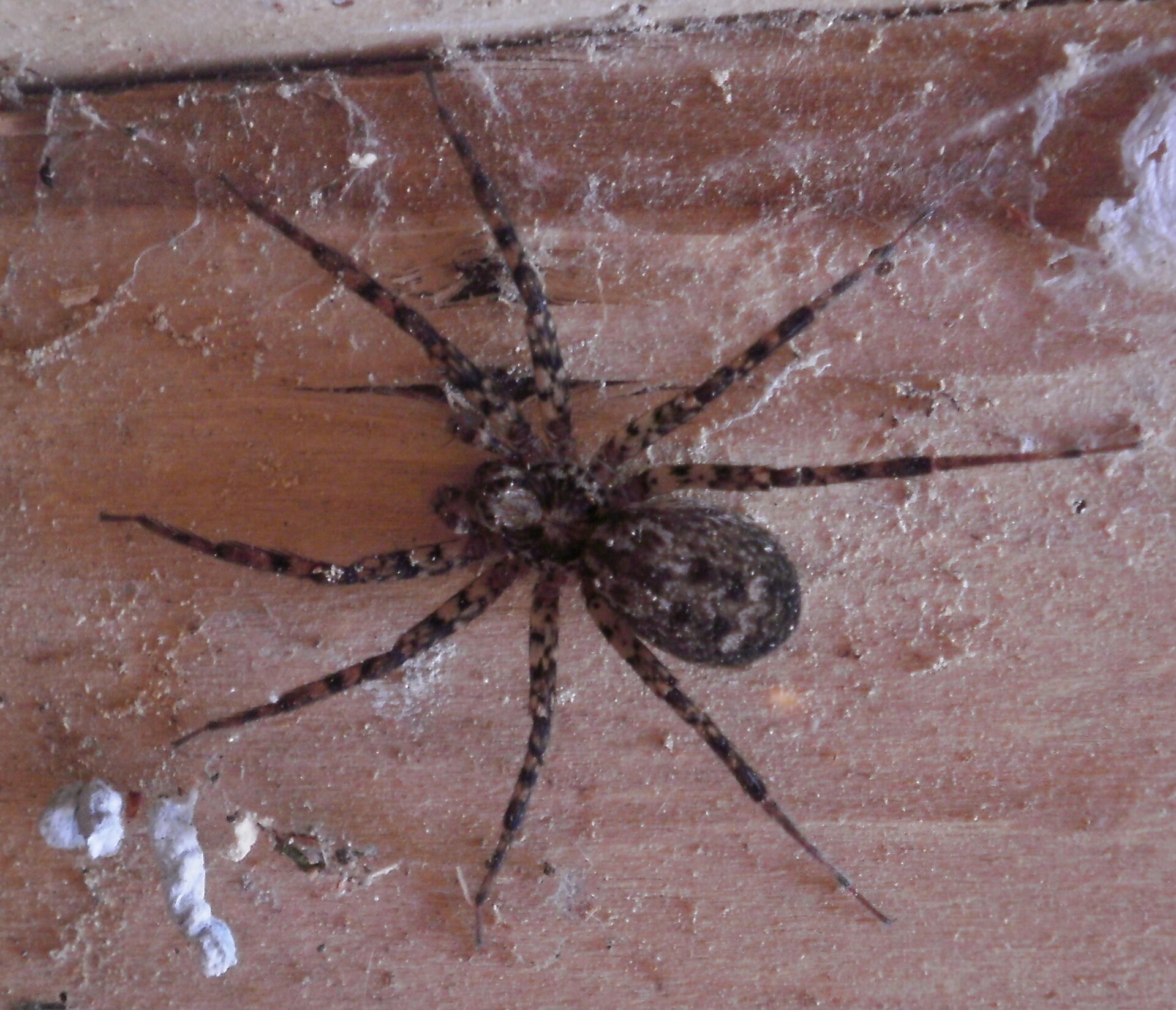 Imagem de referência relacionada a Stiphidiidae, item descrito como registro de referência sobre Stiphidiidae, organizado a partir de dados estruturados abertos