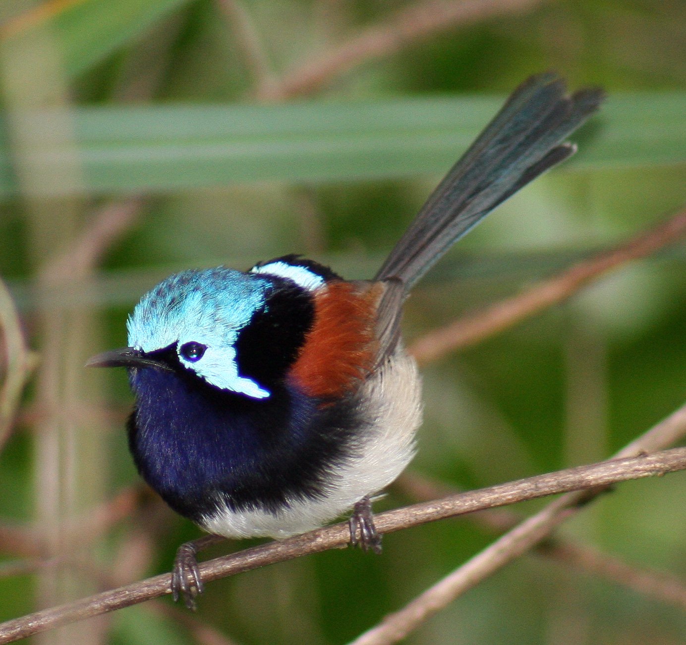 Imagem de referência de Malurus elegans, descrito nos dados abertos como espécie de ave