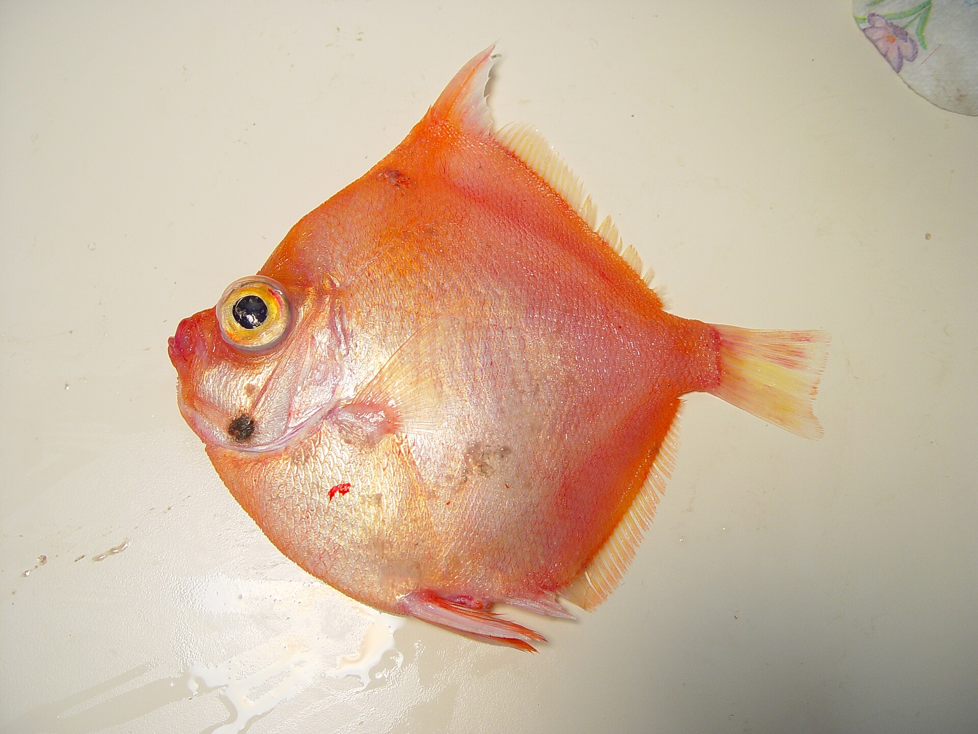 Imagem de referência relacionada a Antigonia, item descrito como género de peixes