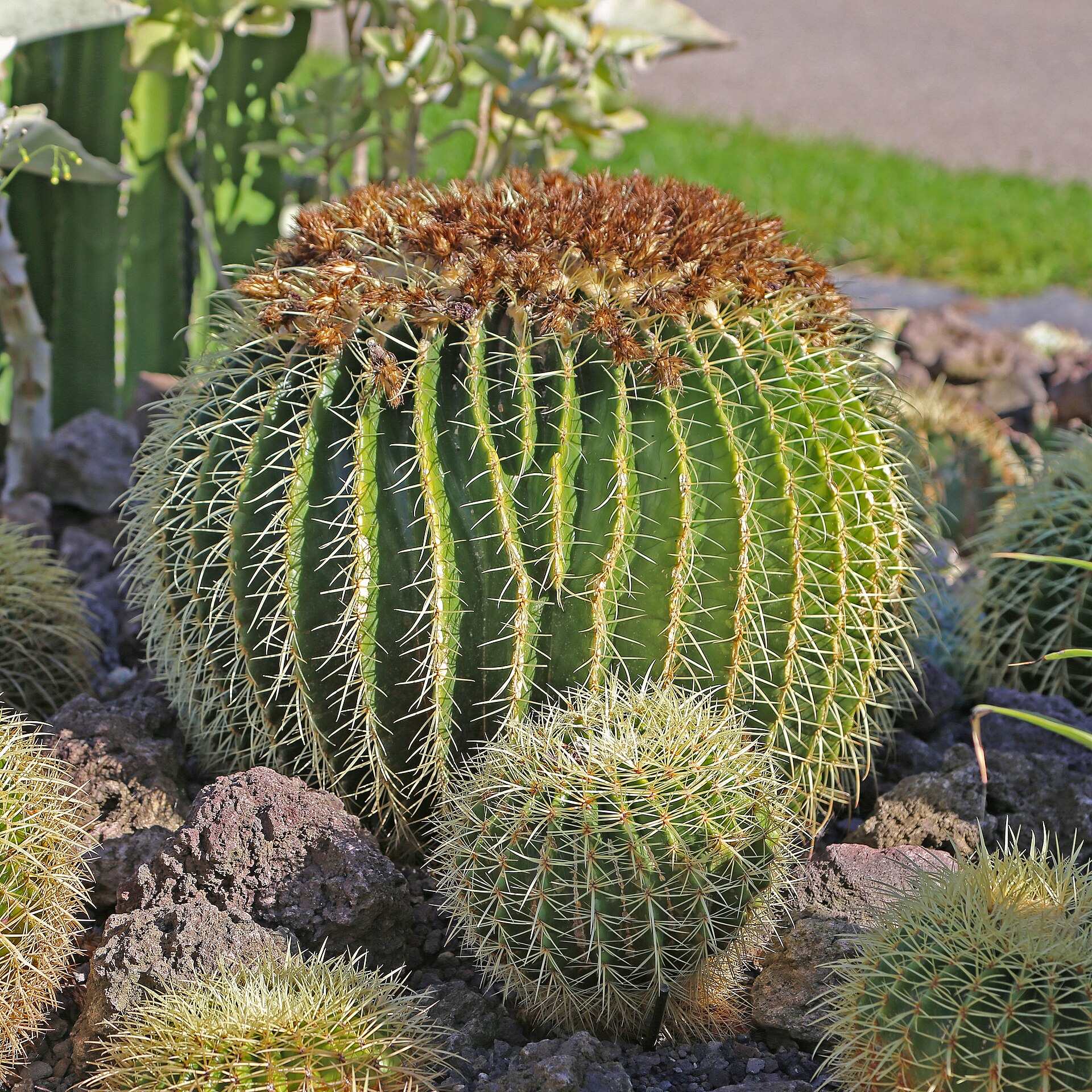 Imagem de referência relacionada a Echinocactus grusonii, item descrito como registro de referência sobre Echinocactus grusonii, organizado a partir de dados estruturados abertos