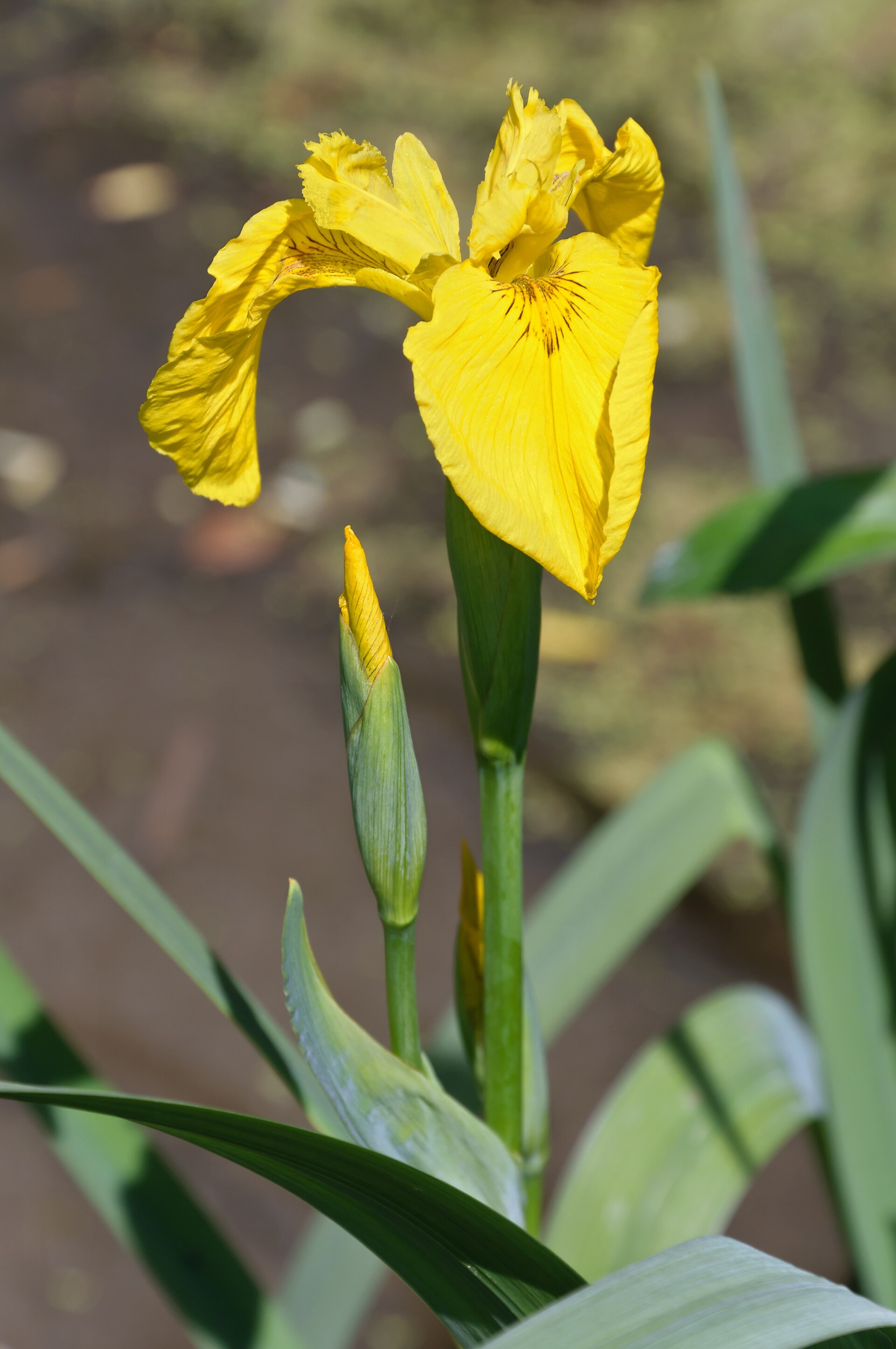 Imagem de referência relacionada a Iris pseudacorus, item descrito como espécie de planta