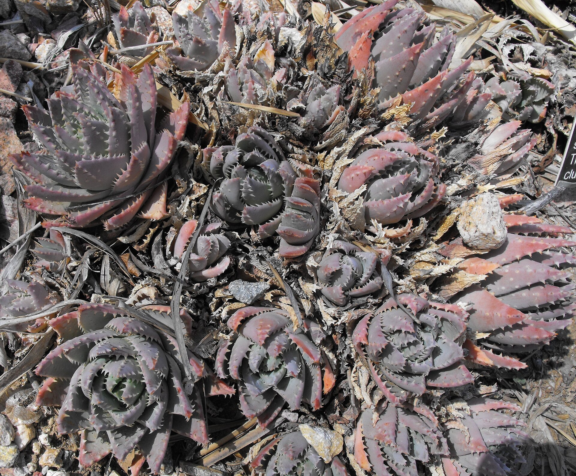 Imagem de referência relacionada a Aloe brevifolia, item descrito como um aloé de folhas pequenas