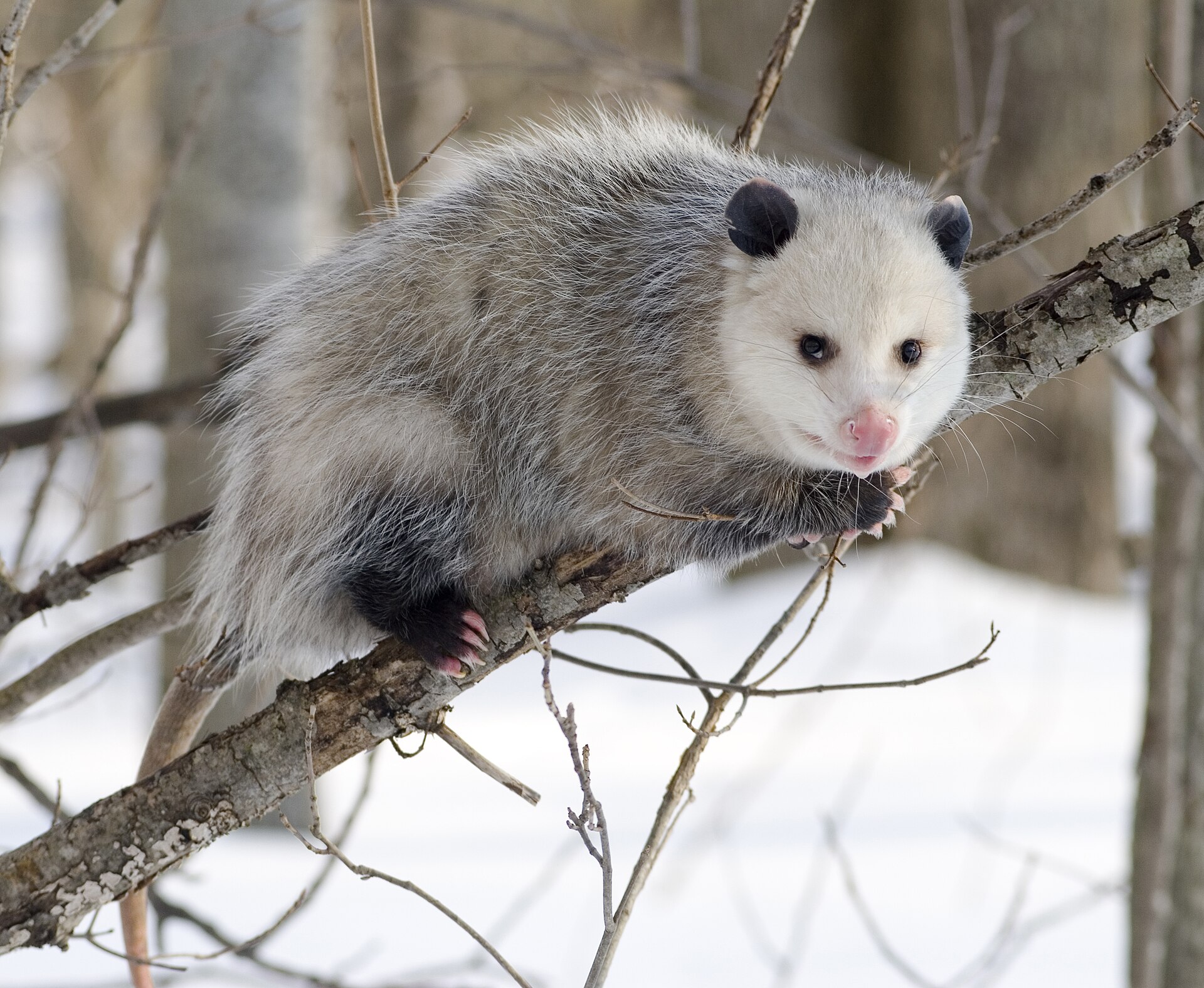 Imagem de referência relacionada a Didelphis virginiana, item descrito como espécie de mamífero