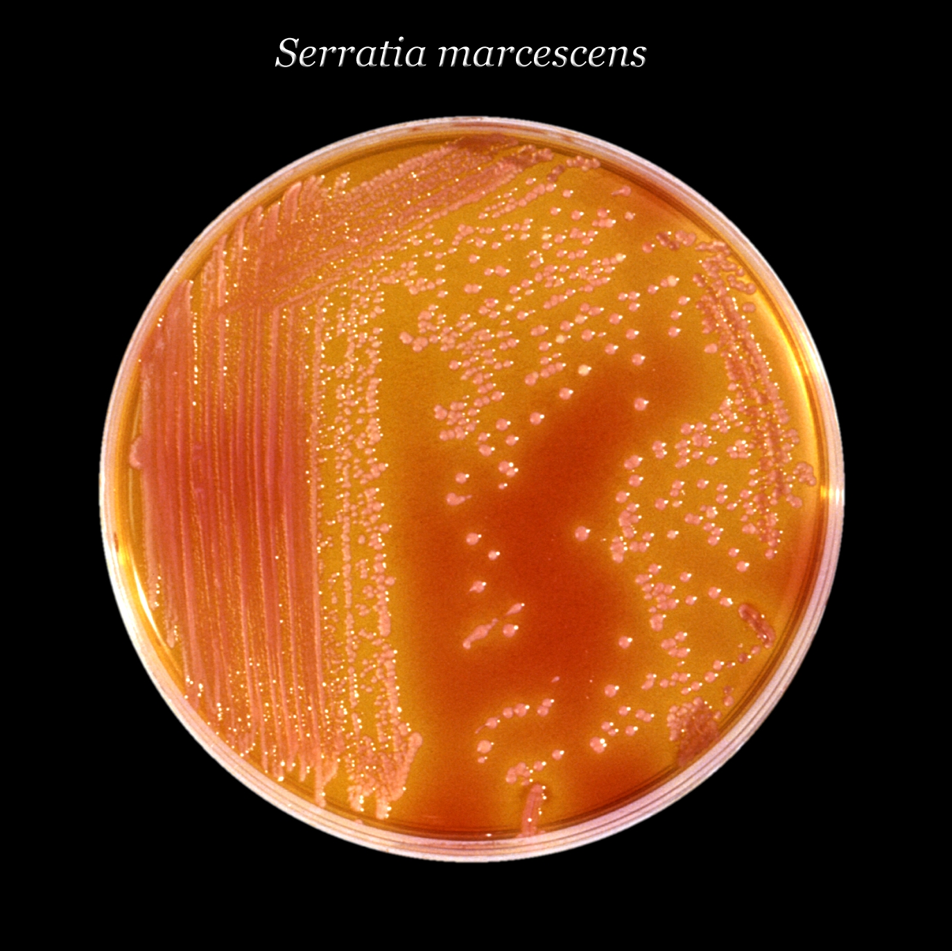 Imagem de referência relacionada a Serratia, item descrito como registro de referência sobre Serratia, organizado a partir de dados estruturados abertos