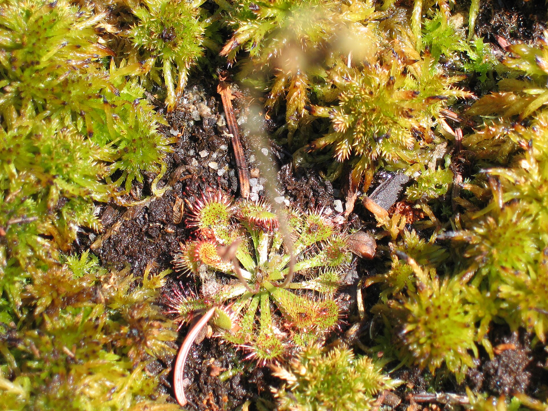 Imagem de referência relacionada a Drosera capillaris, item descrito como registro de referência sobre Drosera capillaris, organizado a partir de dados estruturados abertos
