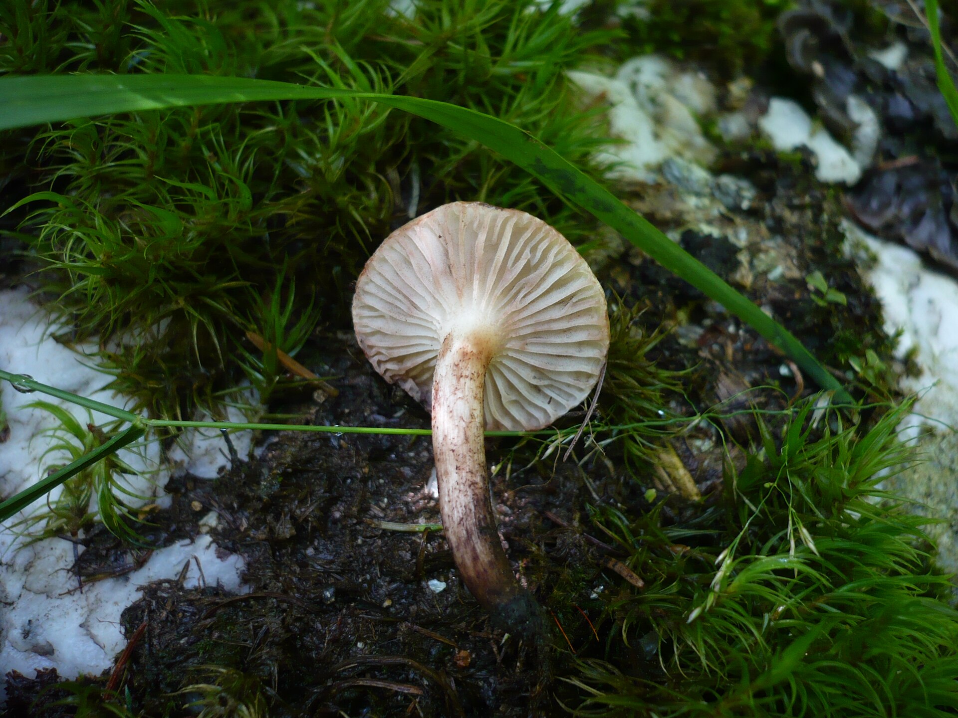 Imagem de referência relacionada a Gomphidius maculatus, item descrito como registro de referência sobre Gomphidius maculatus, organizado a partir de dados estruturados abertos
