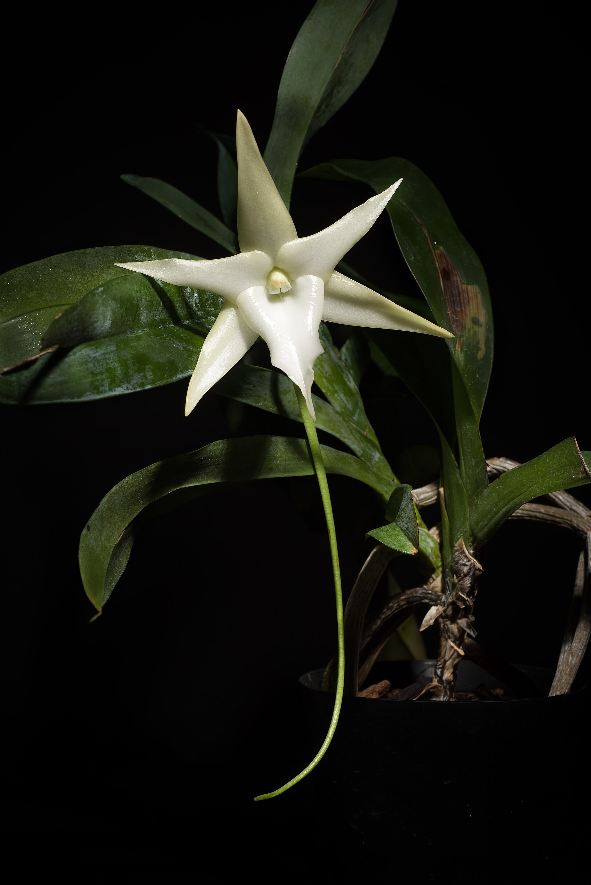 Imagem de referência relacionada a Angraecum, item descrito como género de plantas