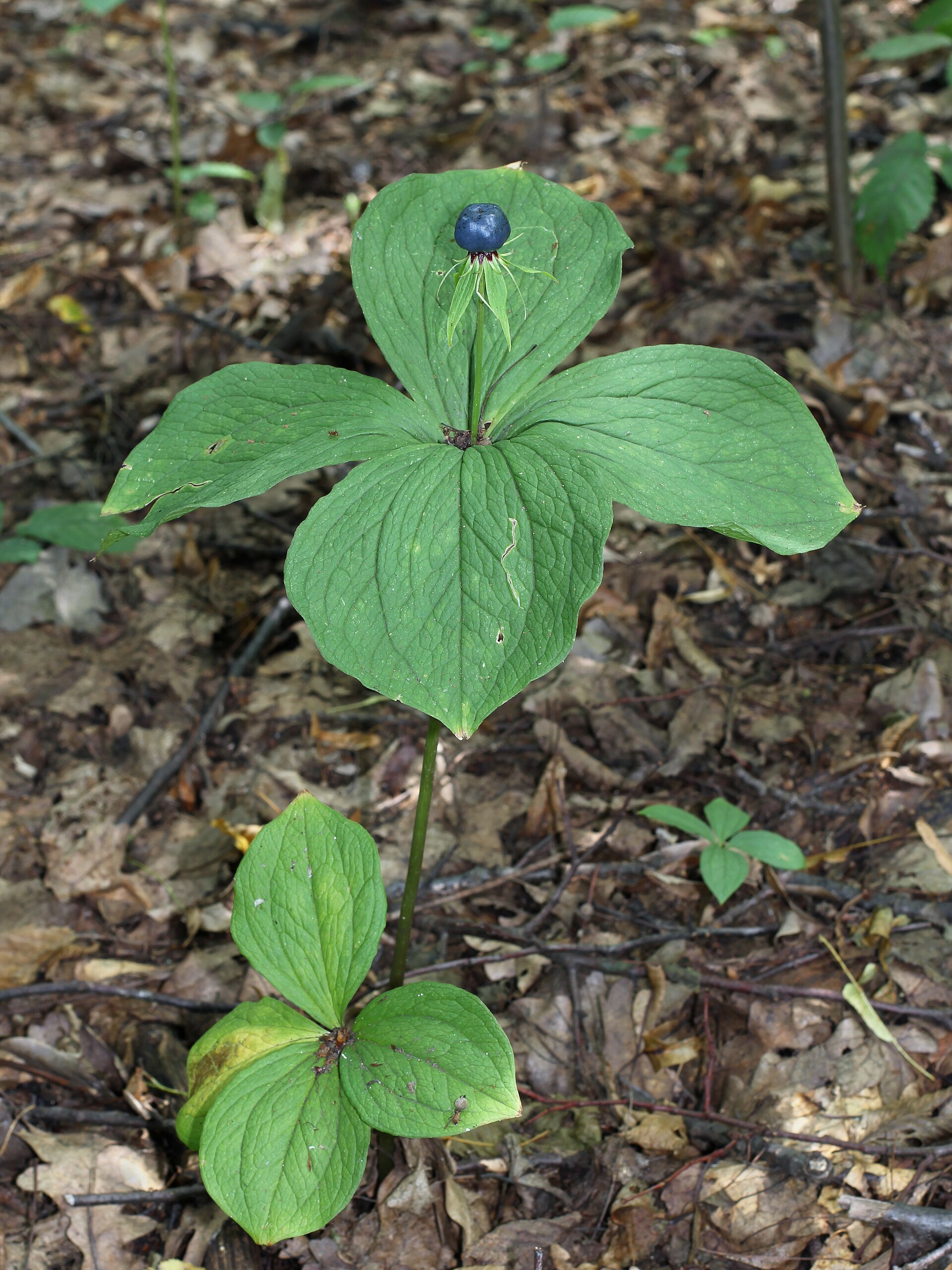 Imagem de referência relacionada a Paris quadrifolia, item descrito como registro de referência sobre Paris quadrifolia, organizado a partir de dados estruturados abertos