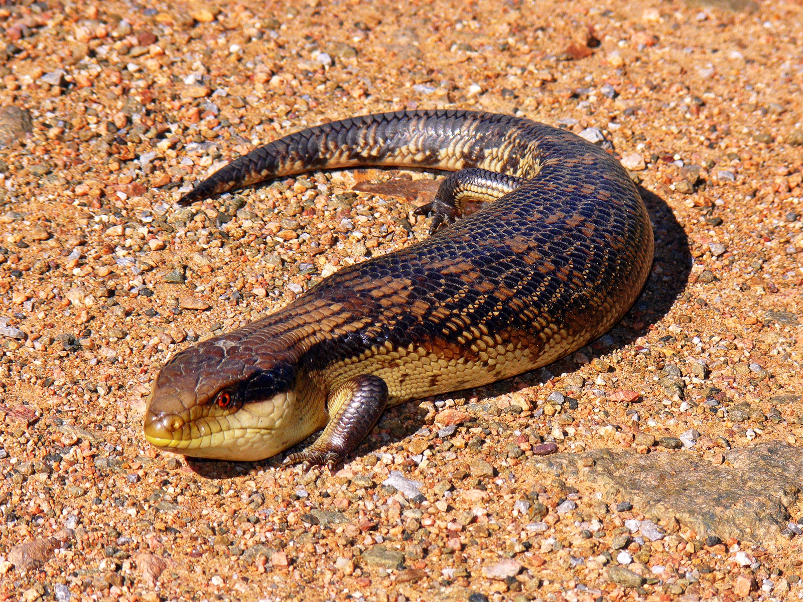 Imagem de referência de Scincidae, descrito nos dados abertos como família de répteis (Reptilia)