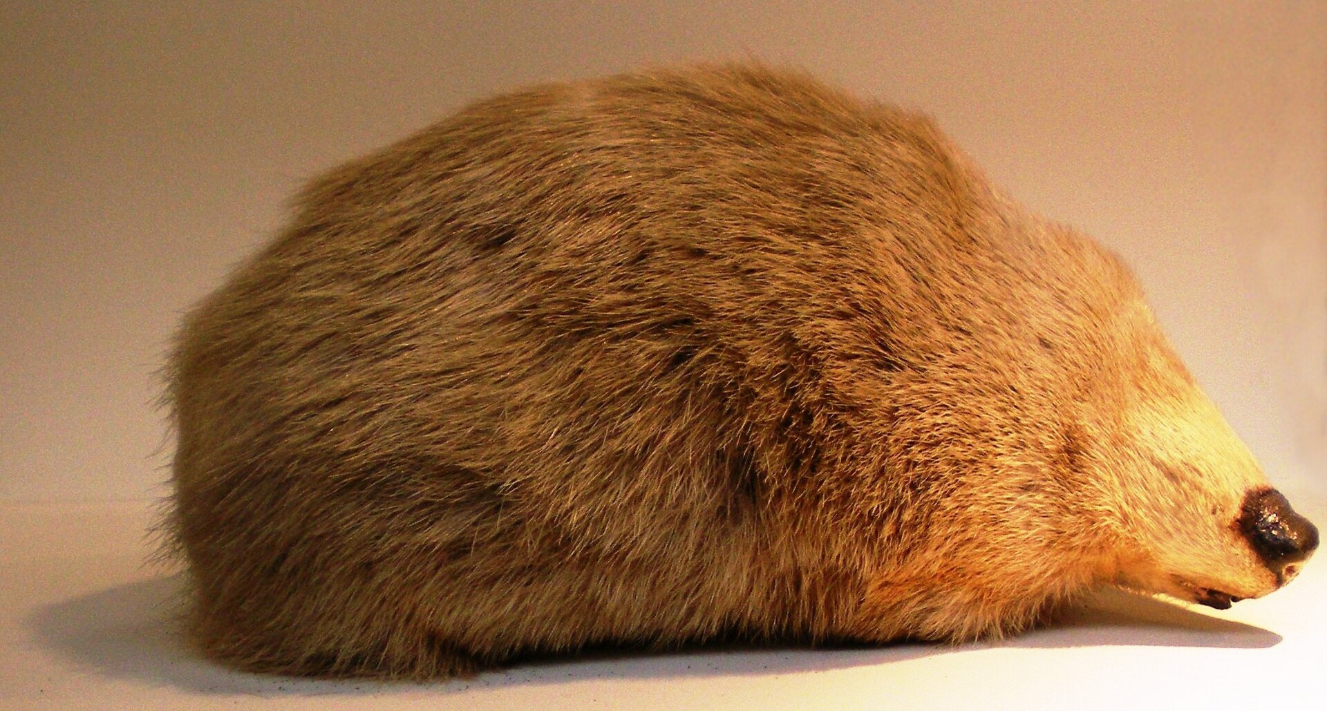 Imagem de referência relacionada a Chrysochloridae, item descrito como família de mamíferos