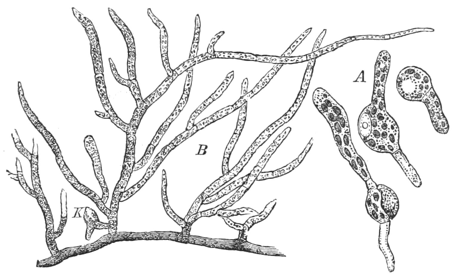 Imagem de referência de Funaria, descrito nos dados abertos como género de plantas