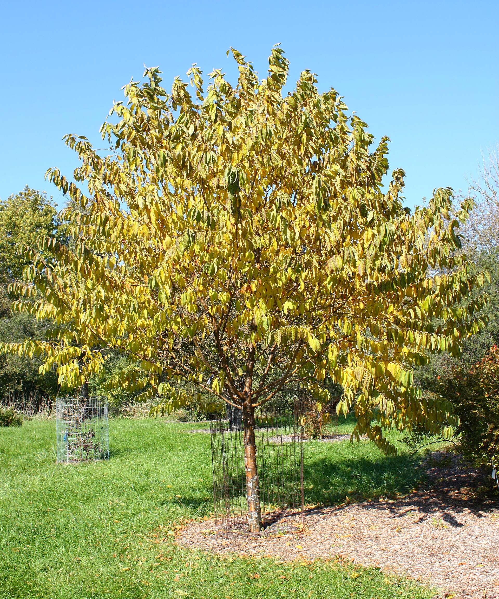 Imagem de referência relacionada a Prunus maximowiczii, item descrito como registro de referência sobre Prunus maximowiczii, organizado a partir de dados estruturados abertos