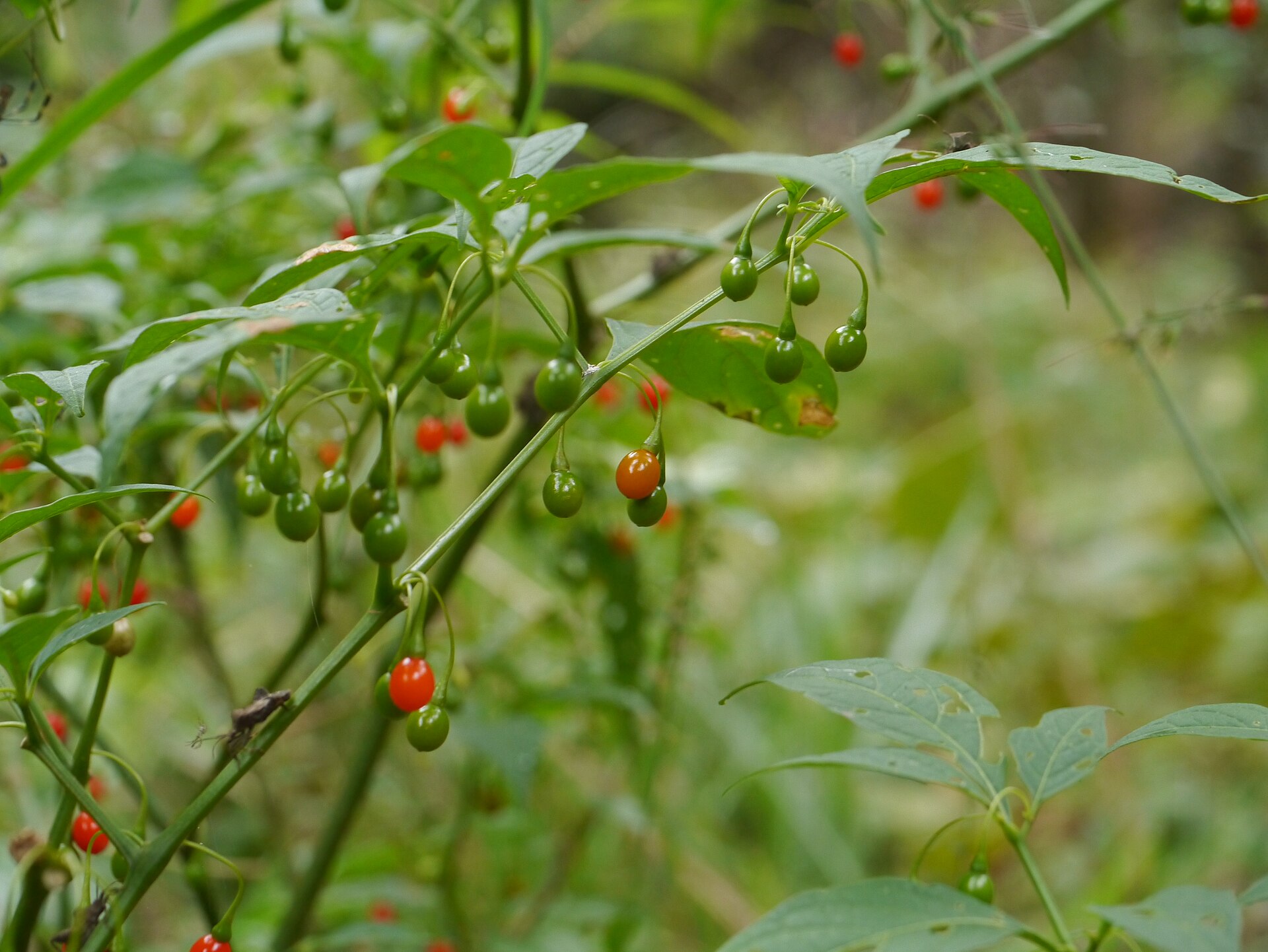 Imagem de referência relacionada a Tubocapsicum, item descrito como género de plantas