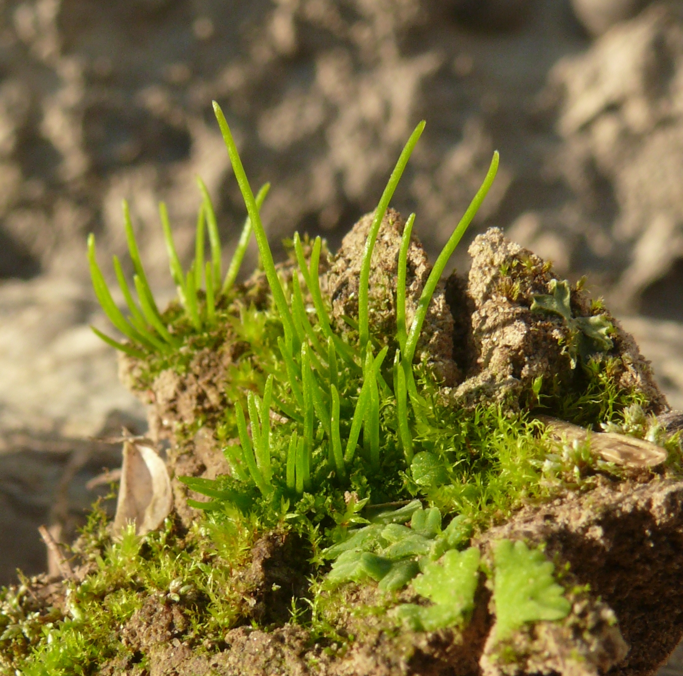 Imagem de referência relacionada a Anthoceros, item descrito como género de plantas