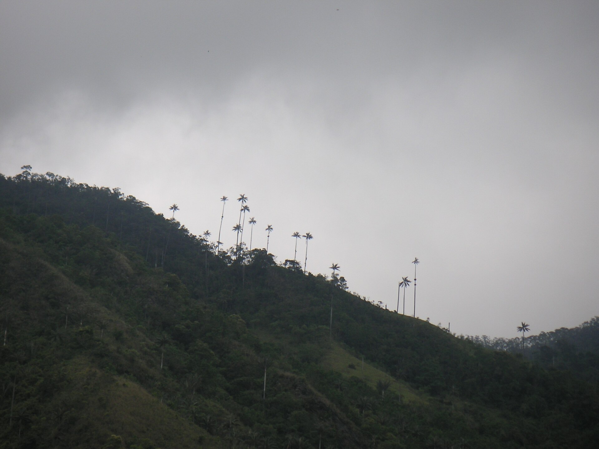Imagem de referência de Ceroxylon, descrito nos dados abertos como género de plantas