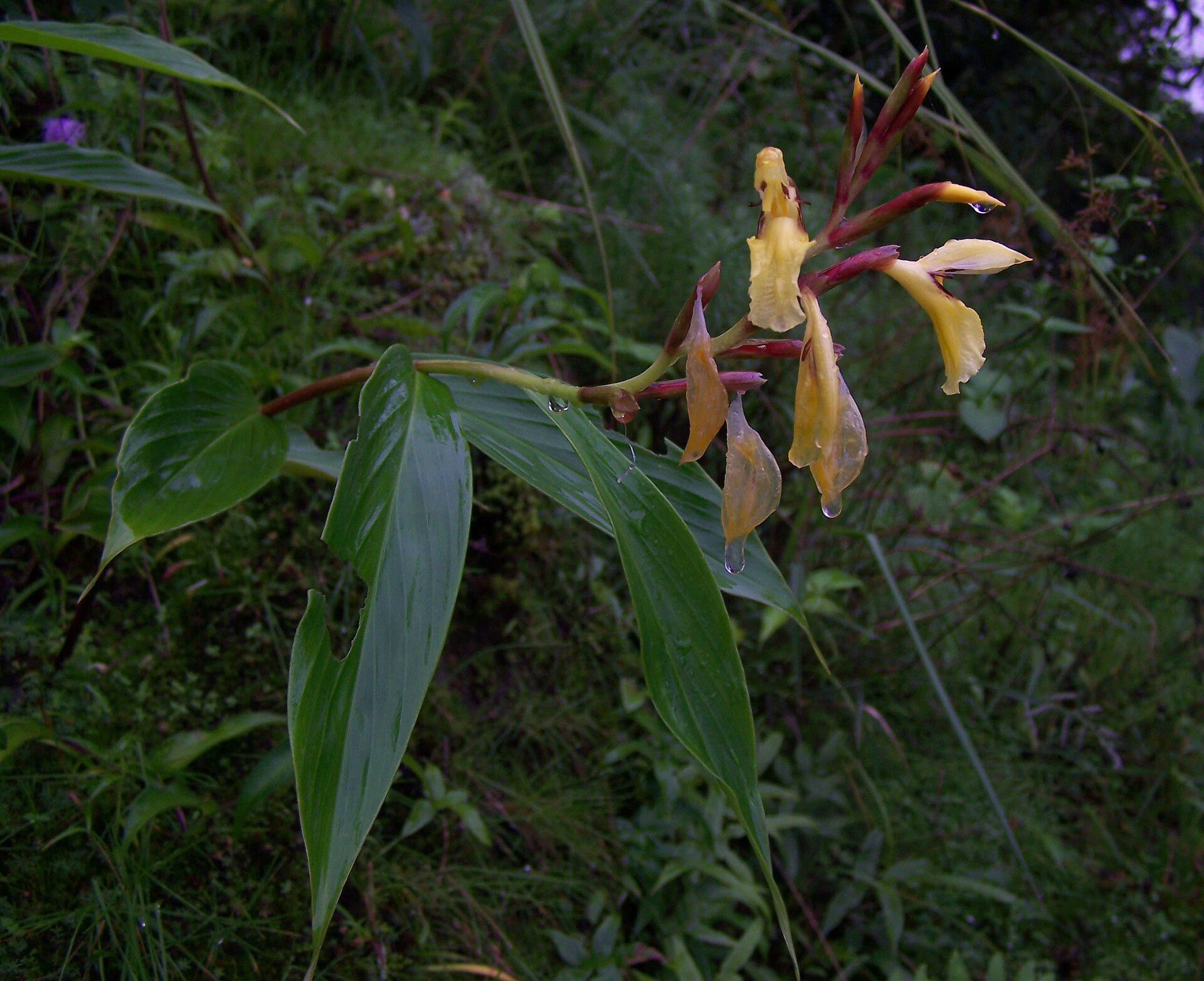 Imagem de referência relacionada a Cautleya, item descrito como género de plantas