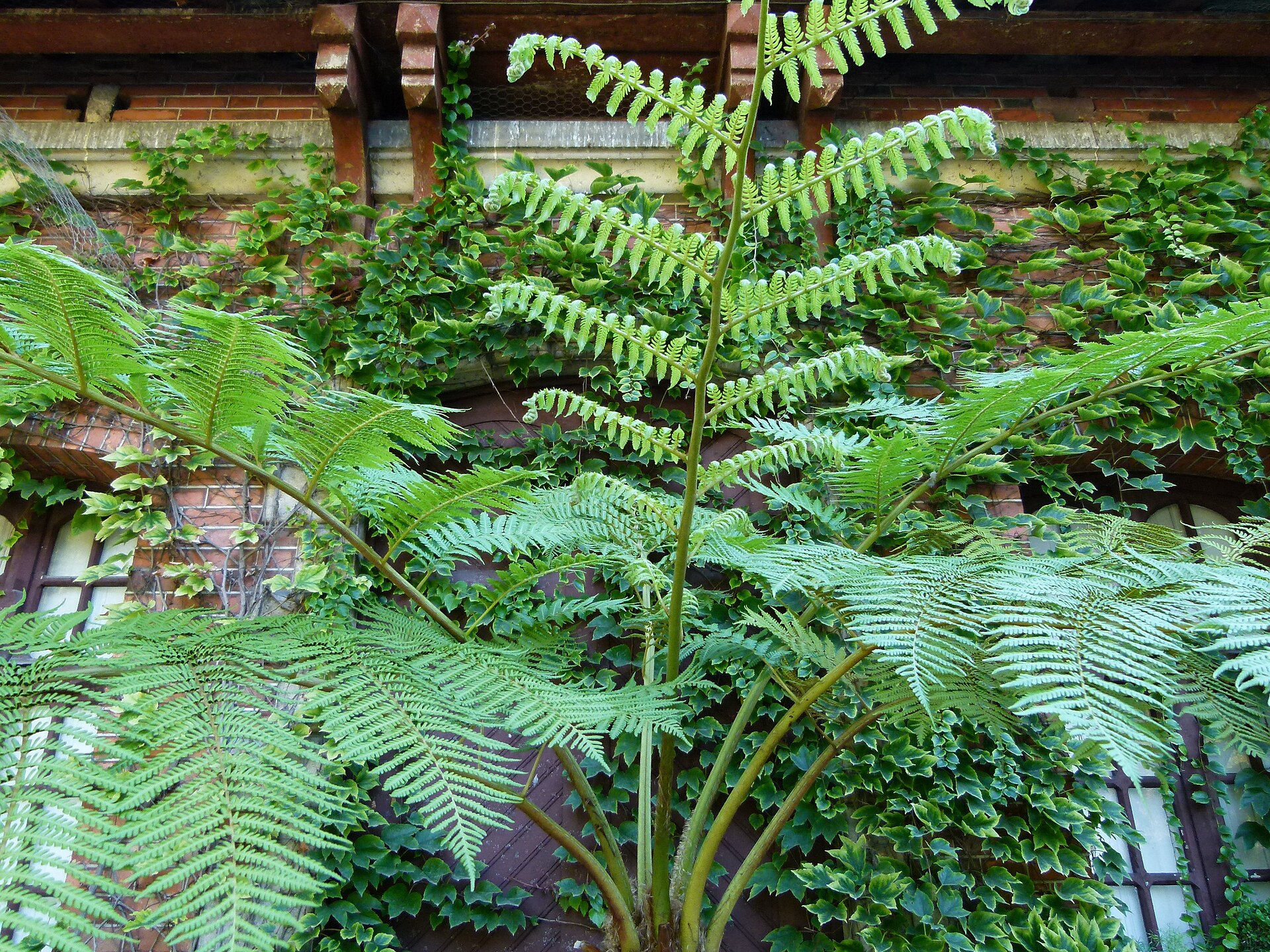Imagem de referência relacionada a Cyatheaceae, item descrito como família de fetos arbóreos escamosos
