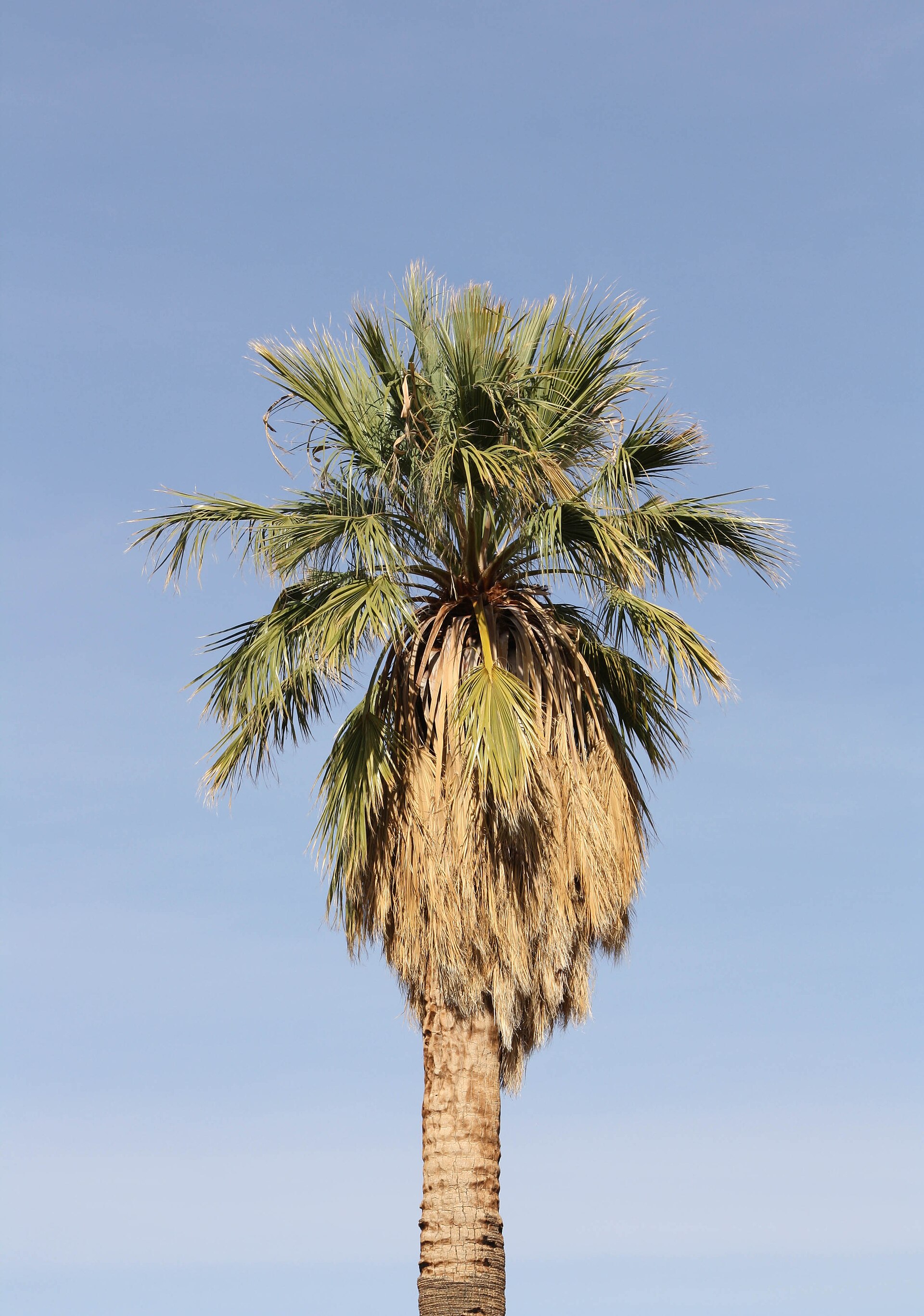 Imagem de referência relacionada a Washingtonia filifera, item descrito como espécie de planta