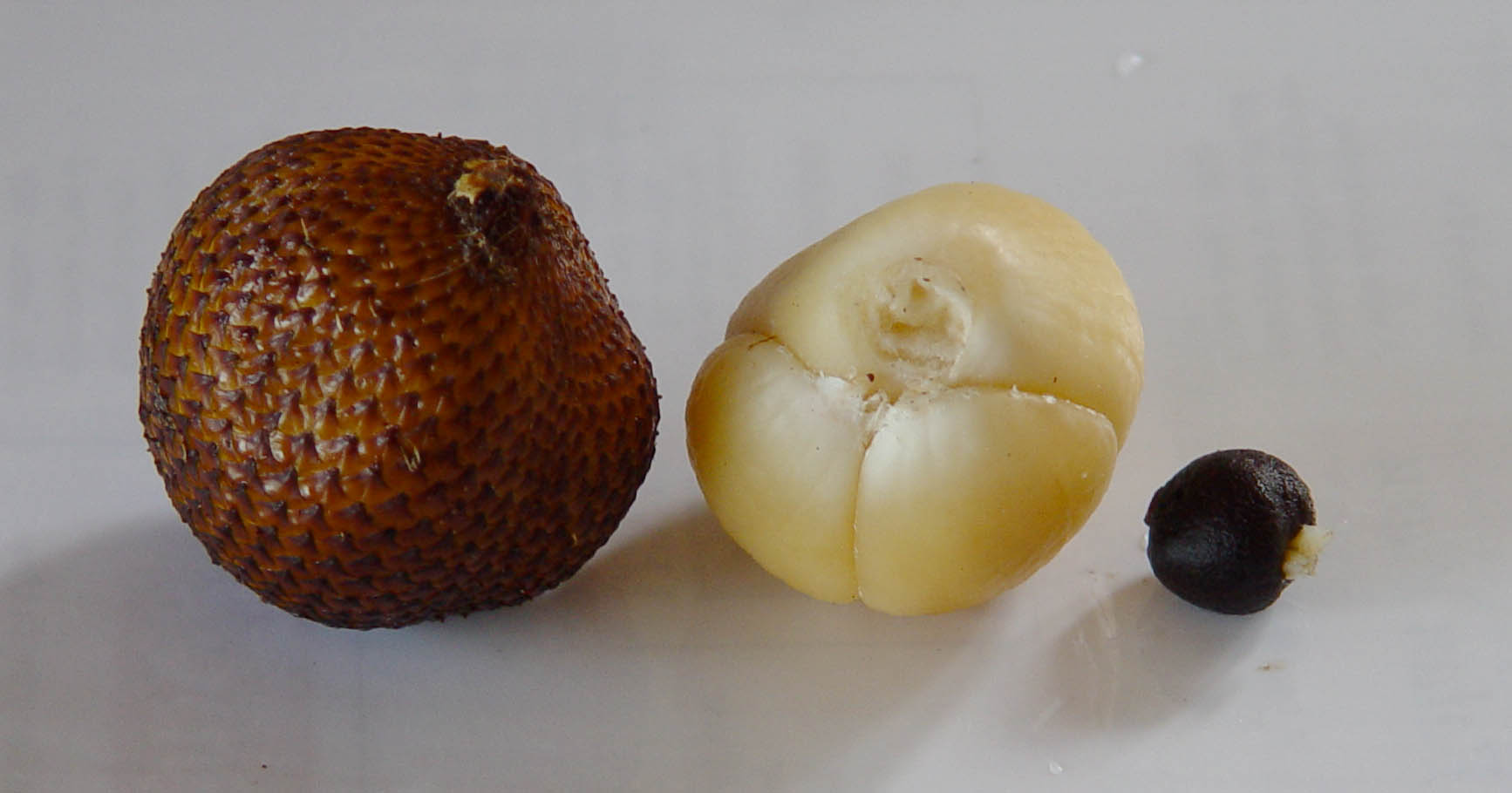 Imagem de referência relacionada a Salacca, item descrito como género de plantas