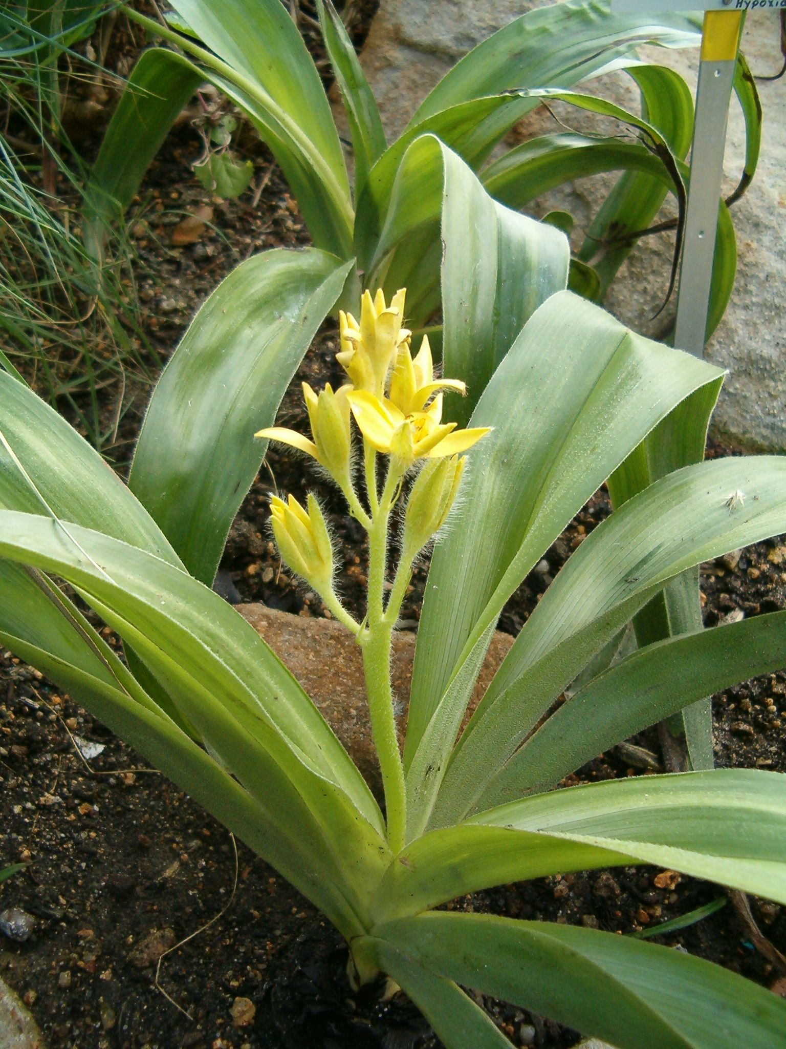 Imagem de referência relacionada a Hypoxidaceae, item descrito como família de plantas monocotiledóneas com distribuição pantropical