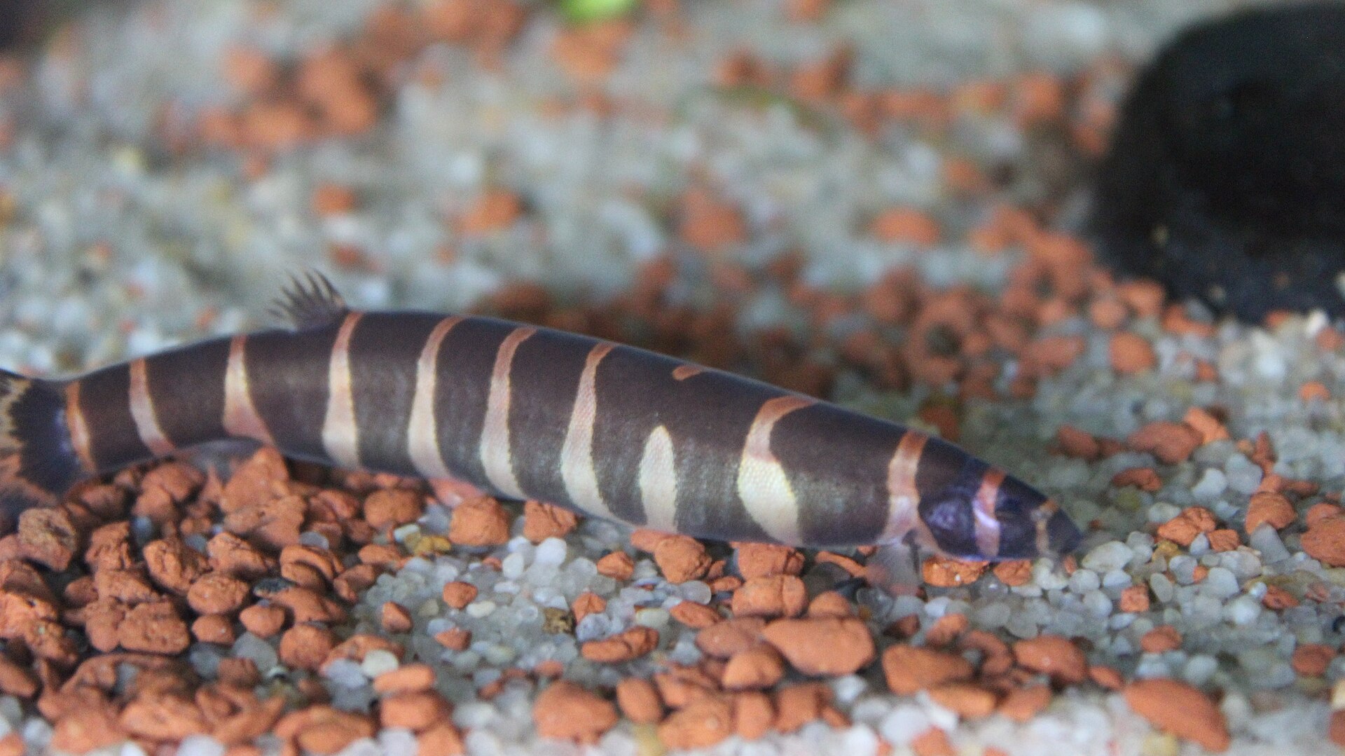 Imagem de referência relacionada a Cobrinha kuhli, item descrito como espécie de peixe