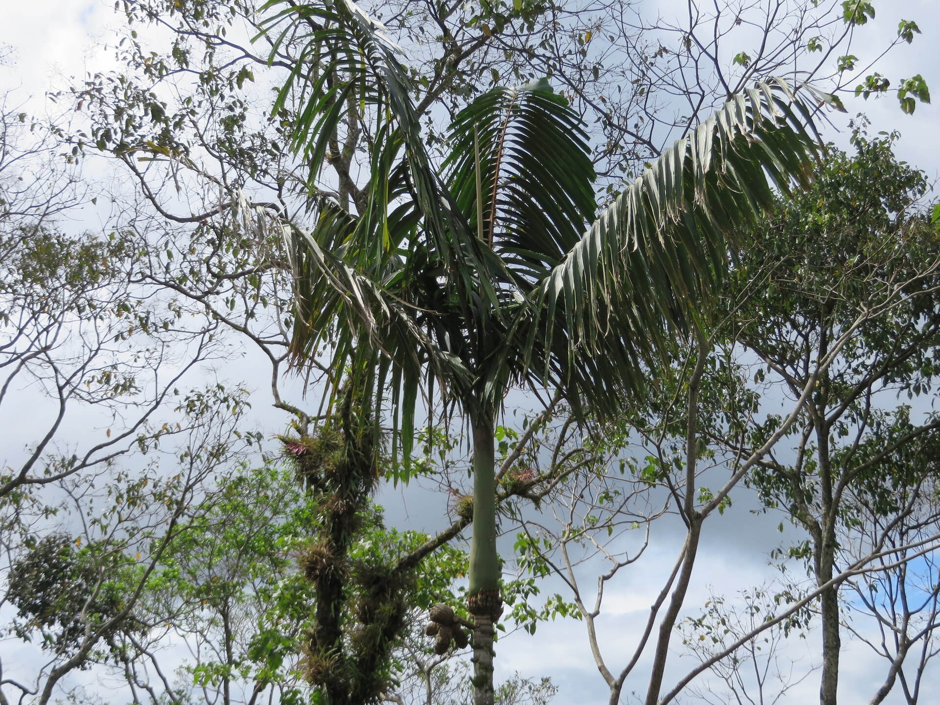 Imagem de referência relacionada a Wettinia, item descrito como género de plantas