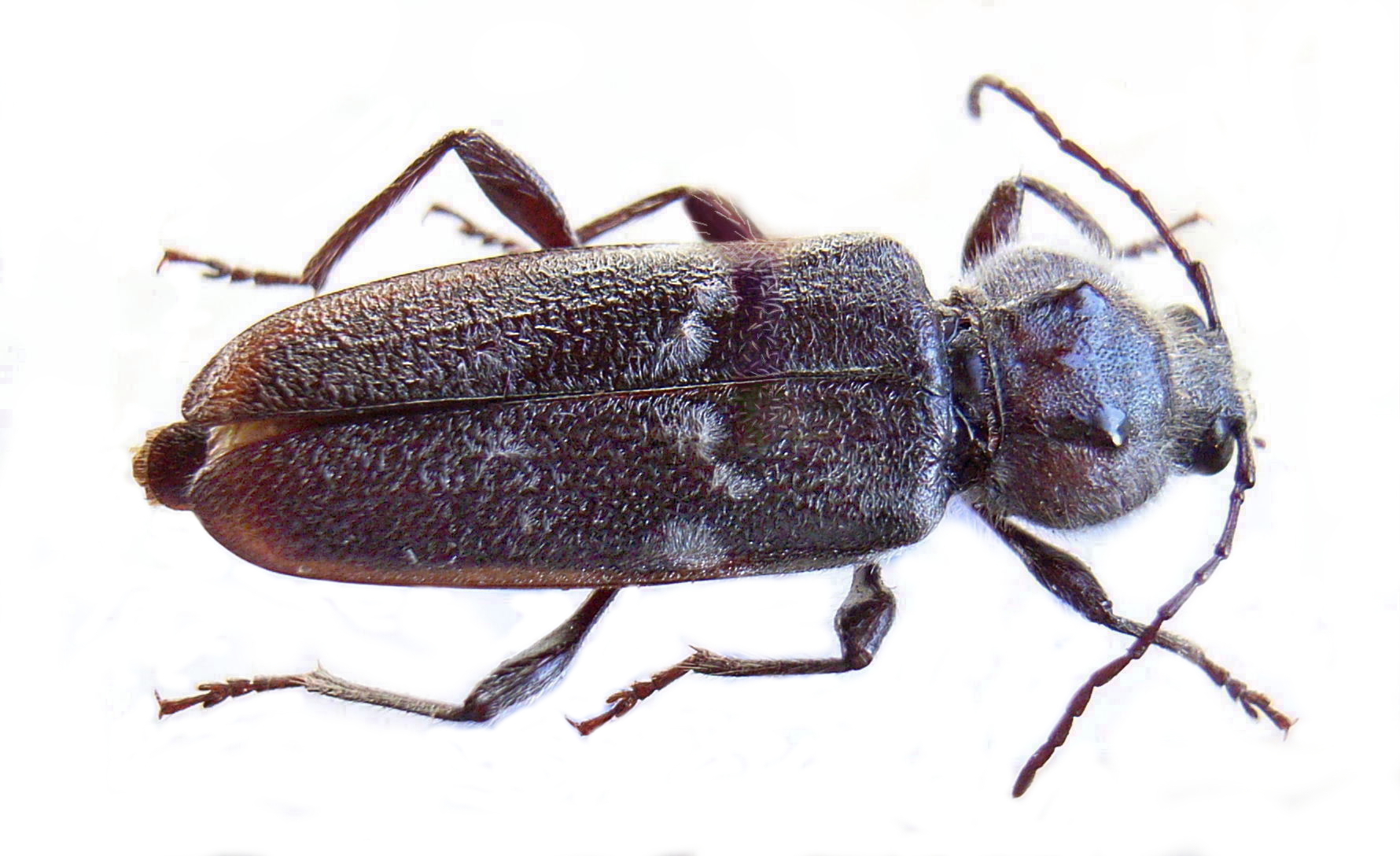 Imagem de referência relacionada a Hylotrupes bajulus, item descrito como espécie de inseto