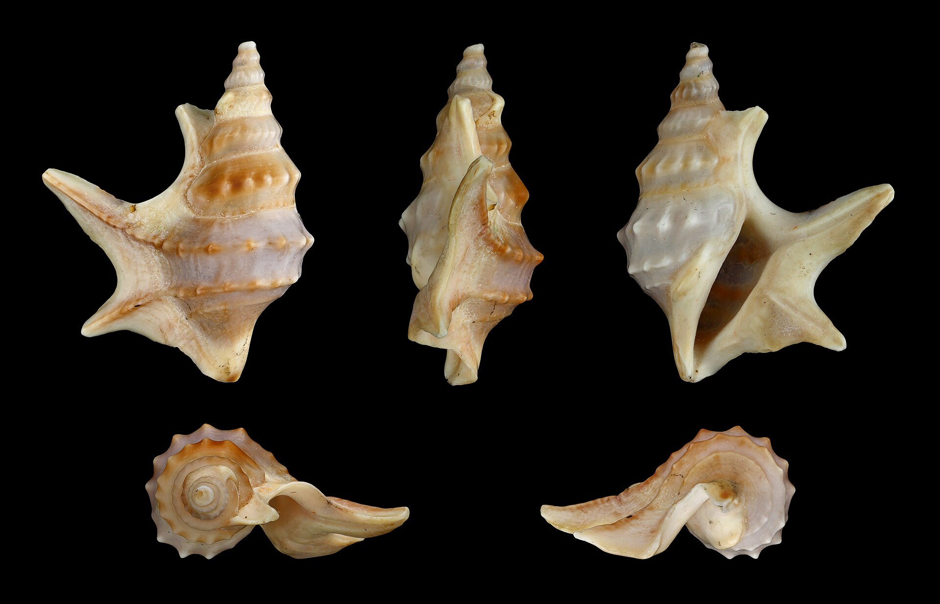 Imagem de referência de Mesogastropoda, descrito nos dados abertos como uma ordem dos gastrópodes