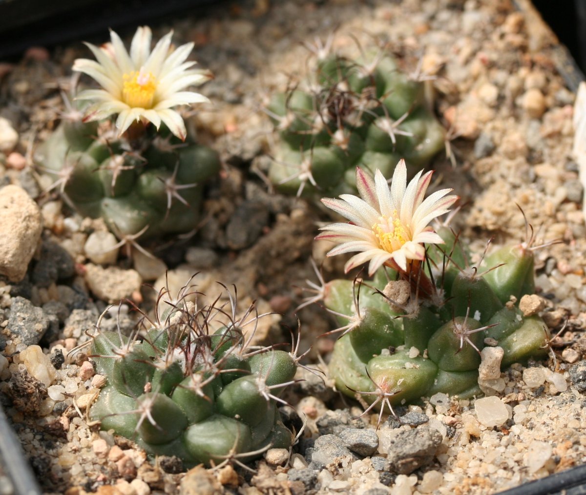 Imagem de referência relacionada a Turbinicarpus, item descrito como género de plantas