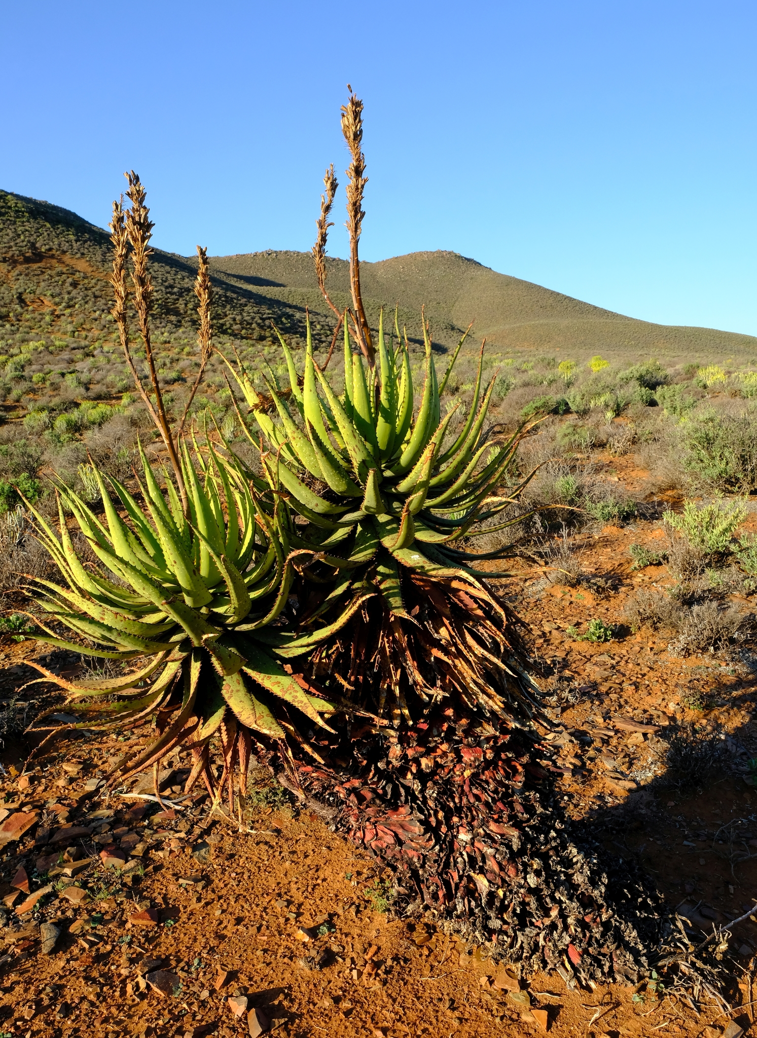 Imagem de referência relacionada a Aloe khamiesensis, item descrito como espécie de planta
