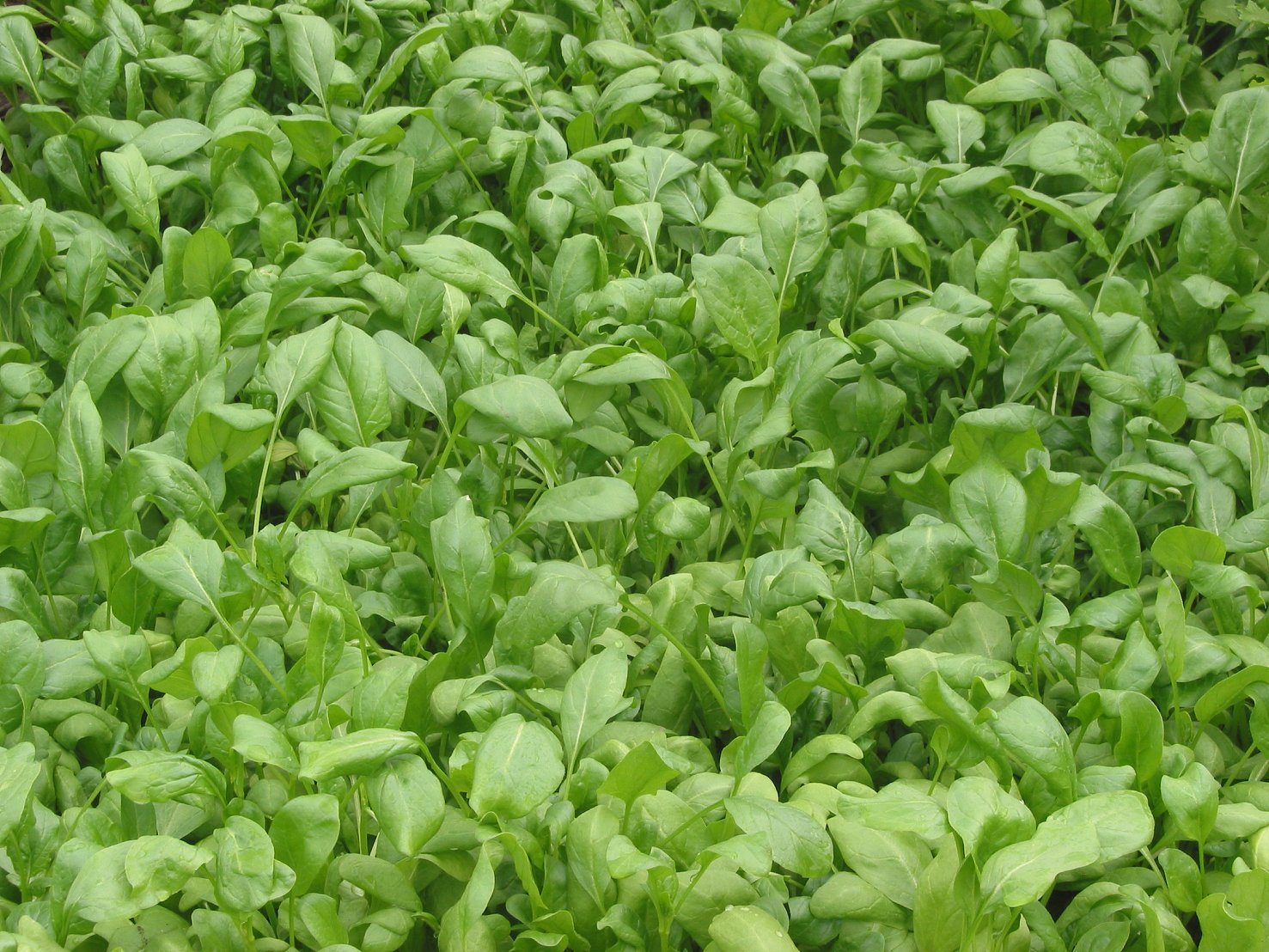 Imagem de referência relacionada a espinafre, item descrito como espécie de planta