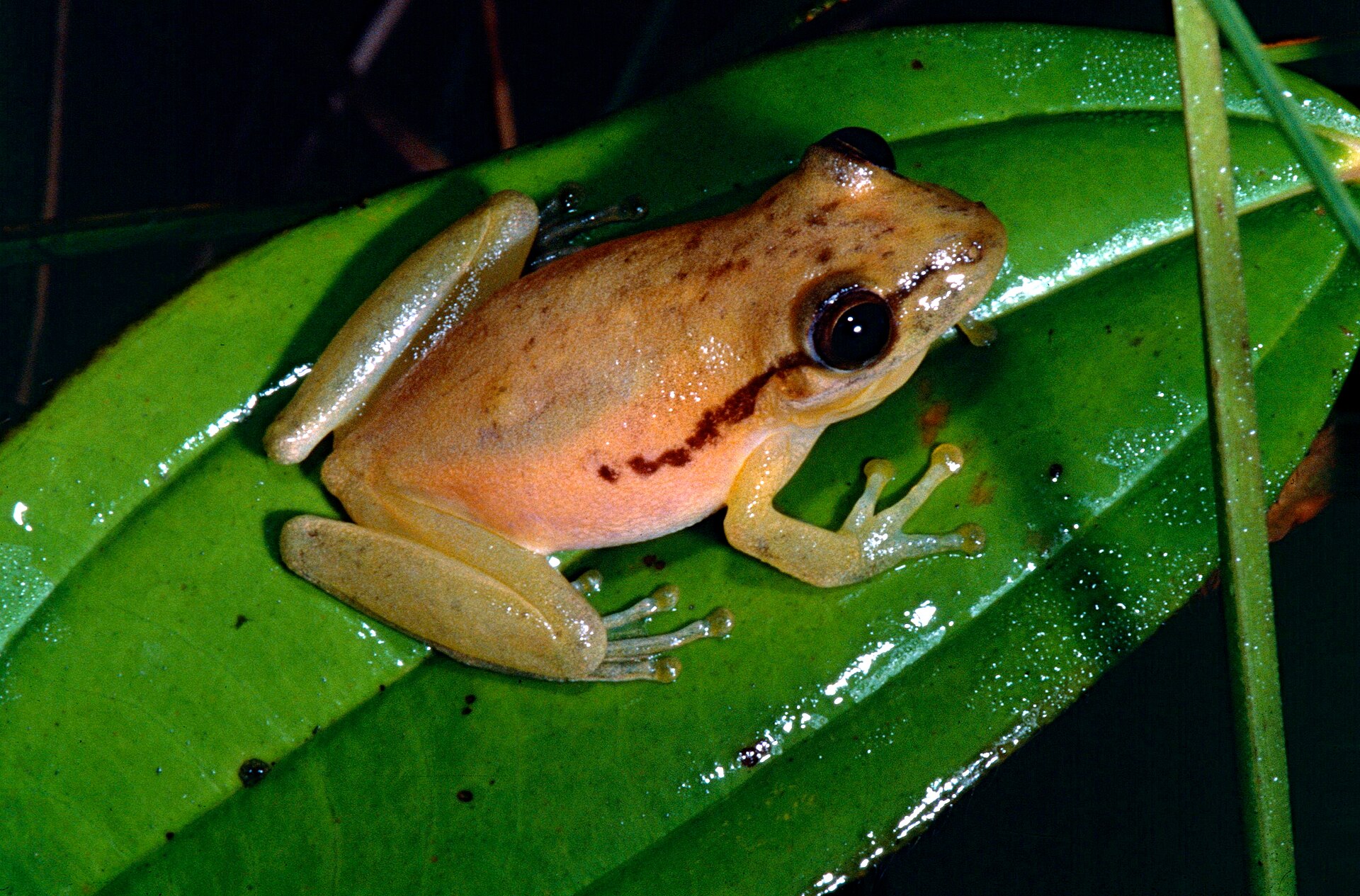 Imagem de referência de Scinax boesemani, descrito nos dados abertos como espécie de anfíbio