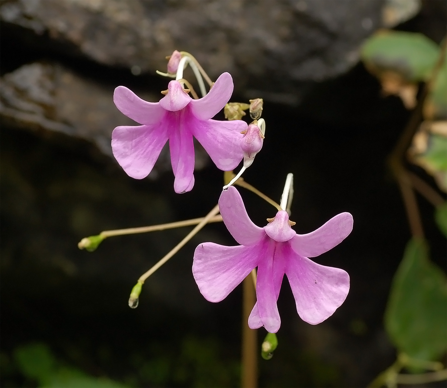 Imagem de referência relacionada a Impatiens, item descrito como género de plantas