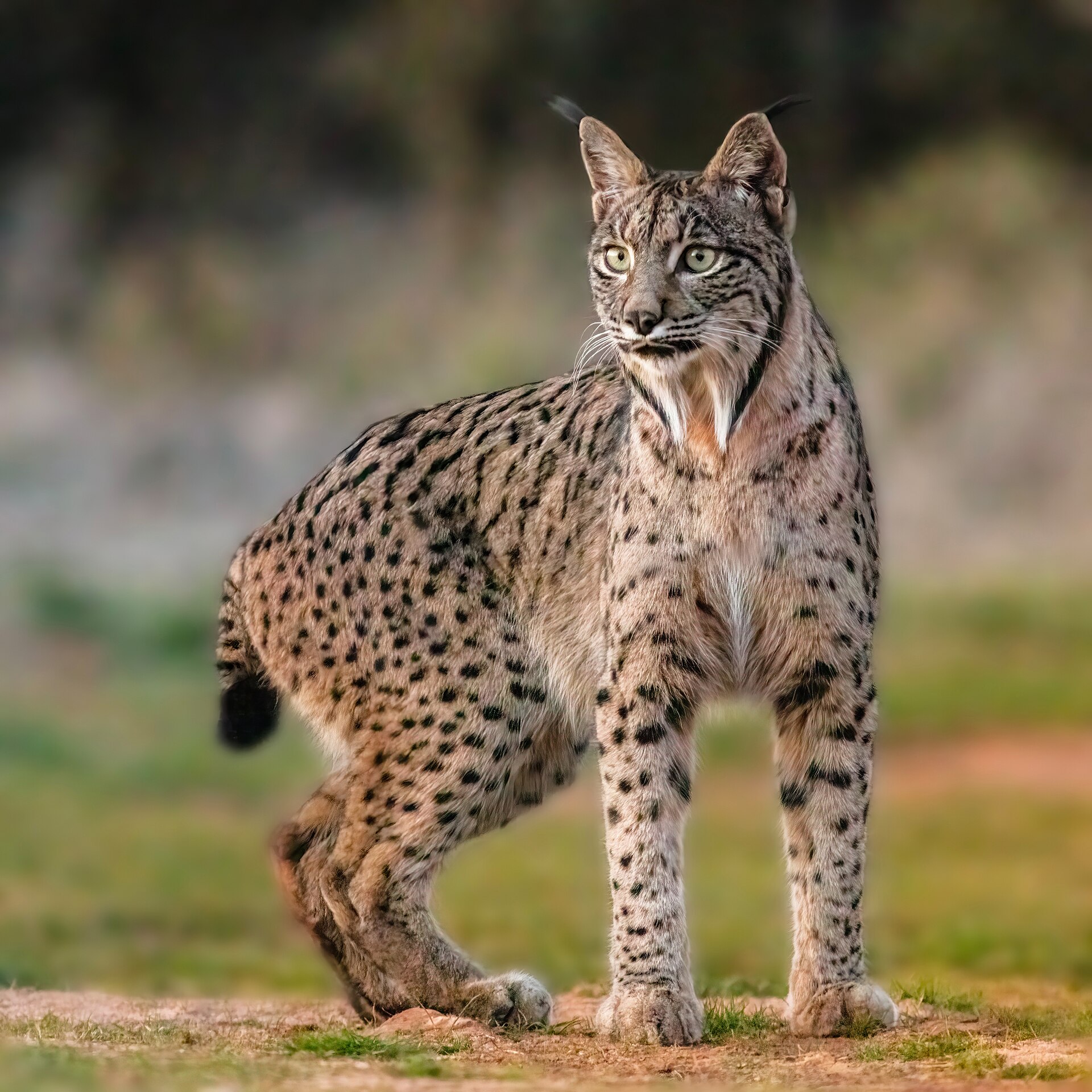 Imagem de referência relacionada a Lince-ibérico, item descrito como espécie de mamífero nativo da península Ibérica