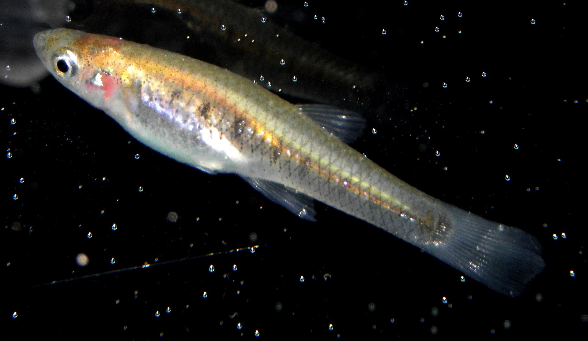 Imagem de referência relacionada a Cnesterodon, item descrito como género de peixes