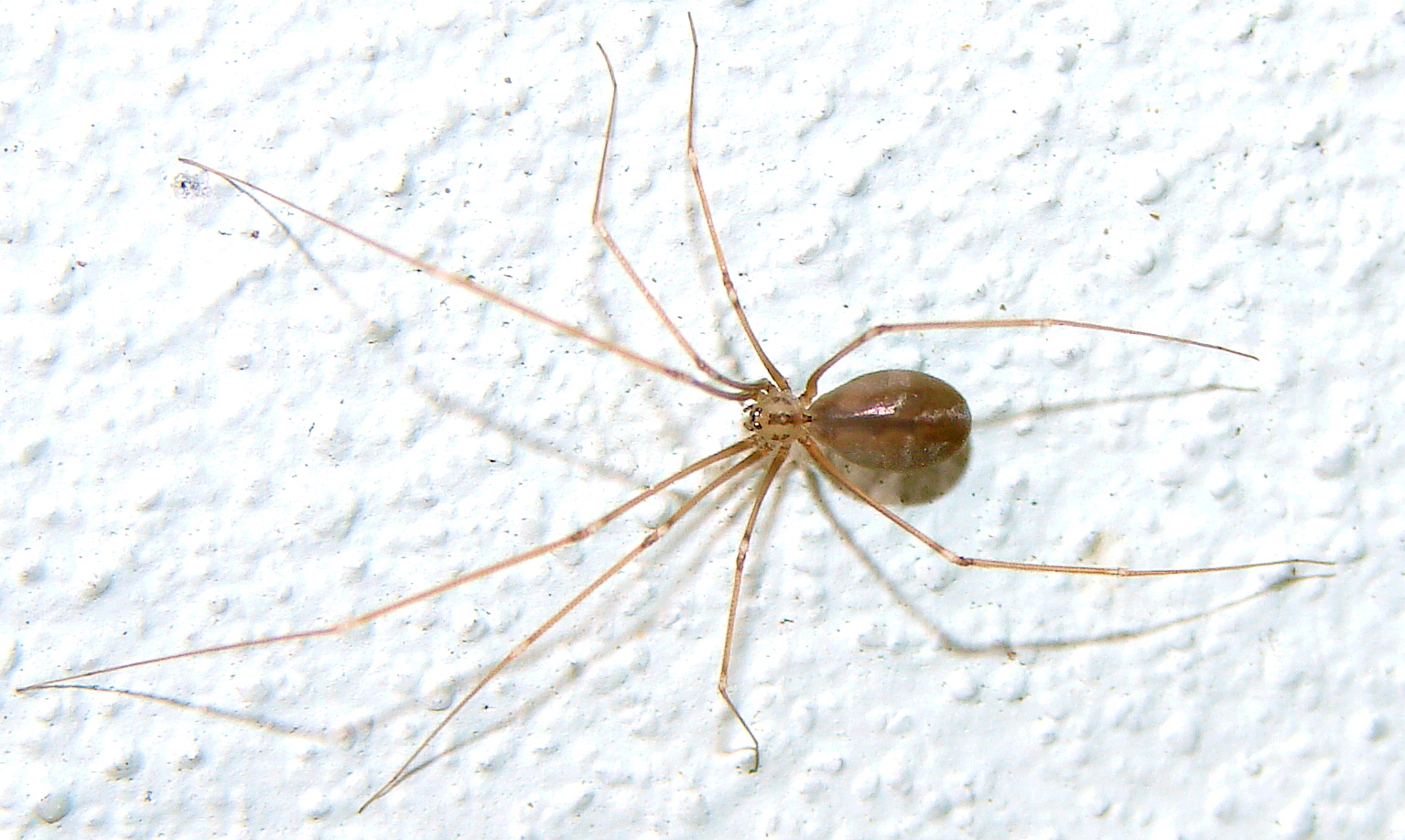 Imagem de referência de Pholcus opilionoides, descrito nos dados abertos como espécie de aracnídeo