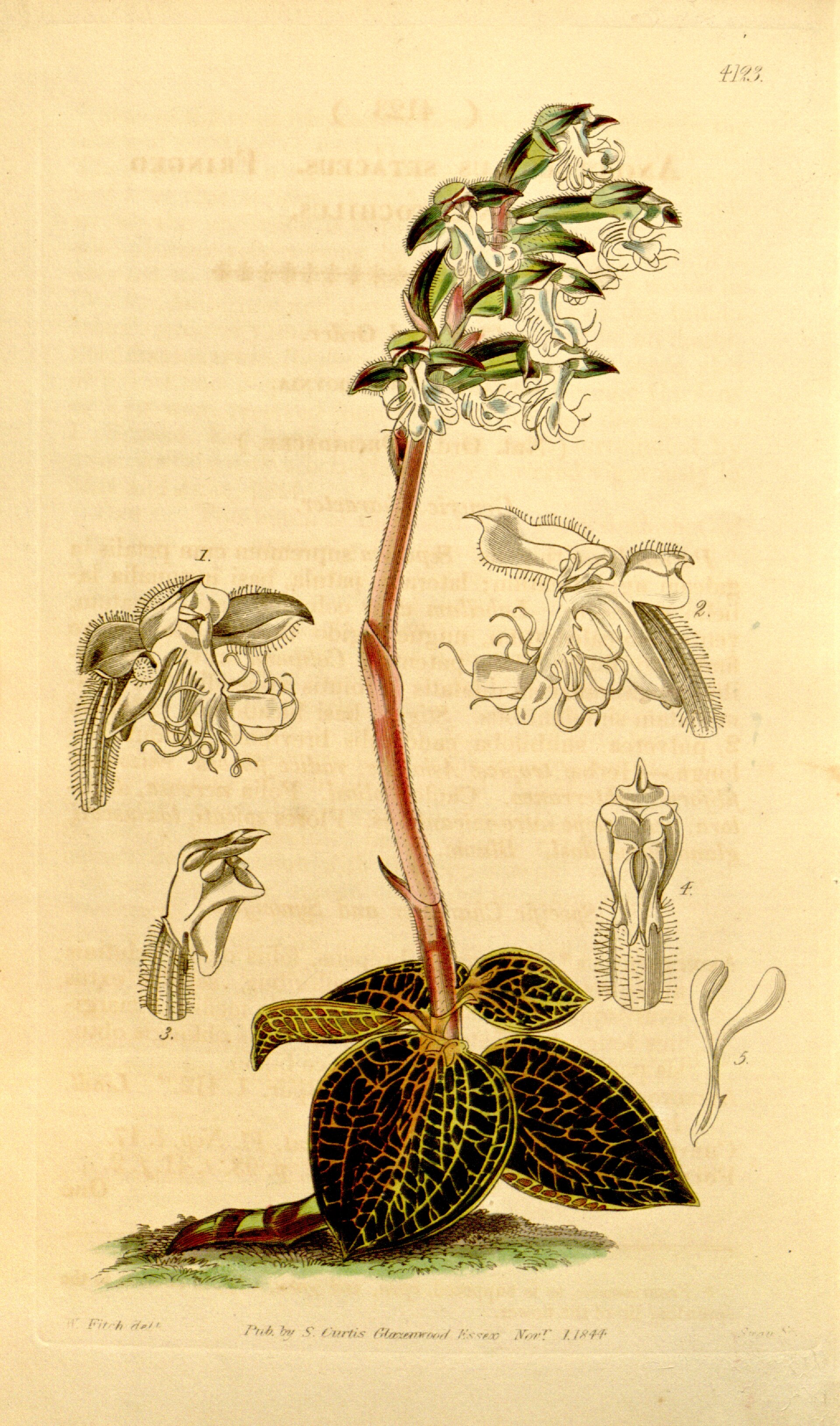 Imagem de referência relacionada a Anoectochilus, item descrito como género de plantas